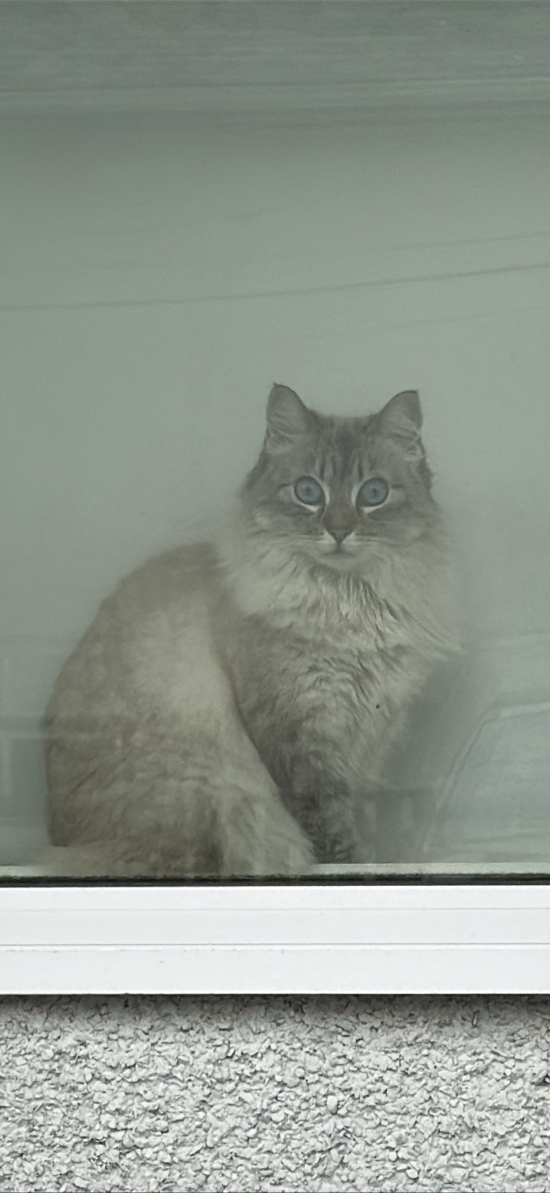 Princess Fluff, a cat found on Chonk Finder