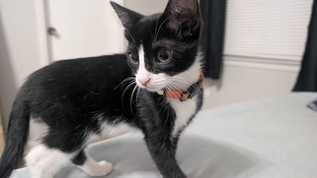 Sylvie, a cat found on Chonk Finder