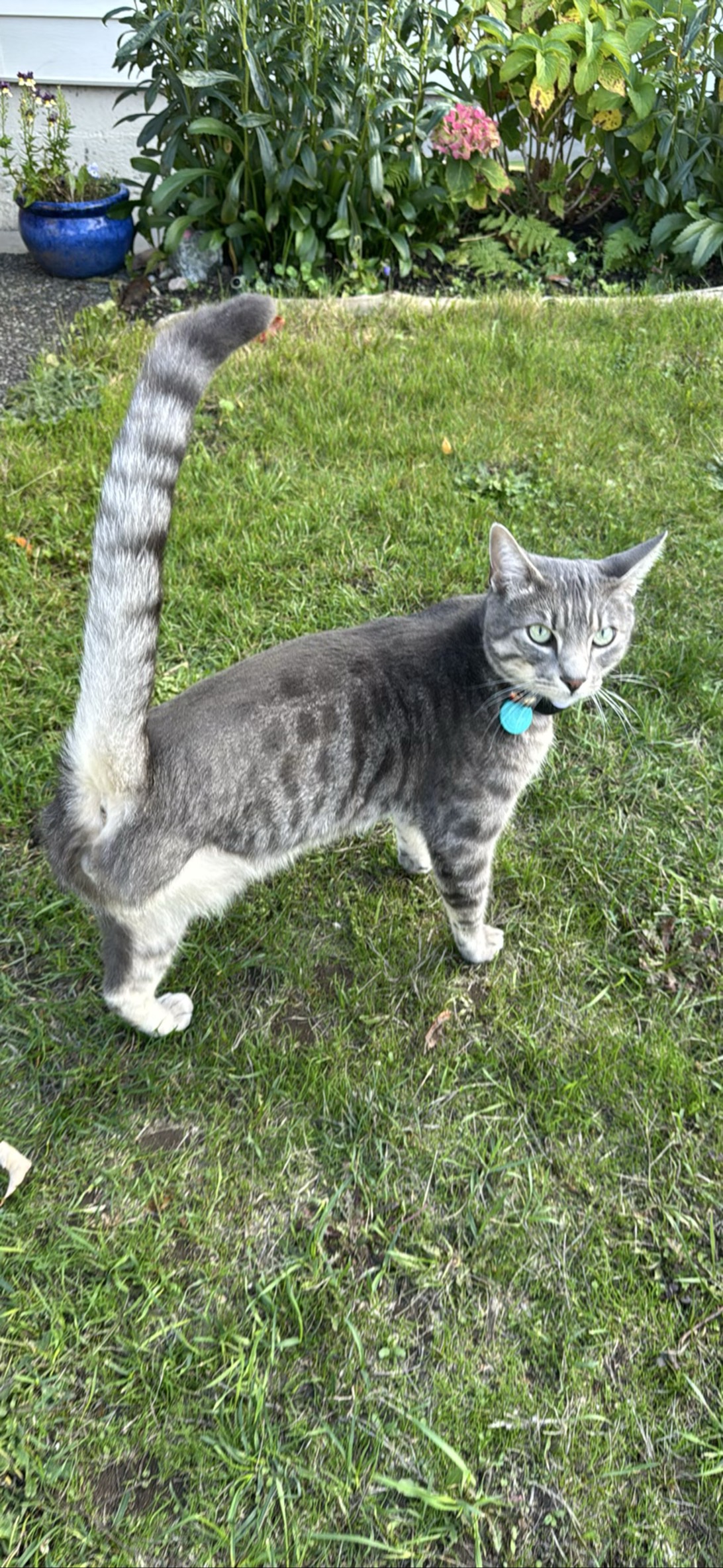 Macki, a cat found on Chonk Finder