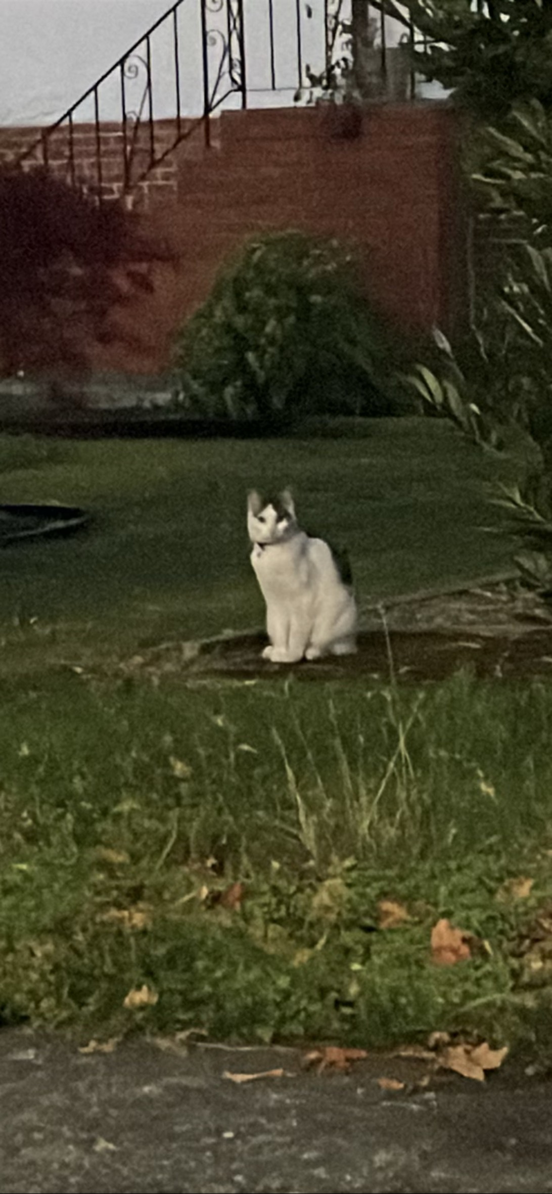 Cow kitty, a cat found on Chonk Finder