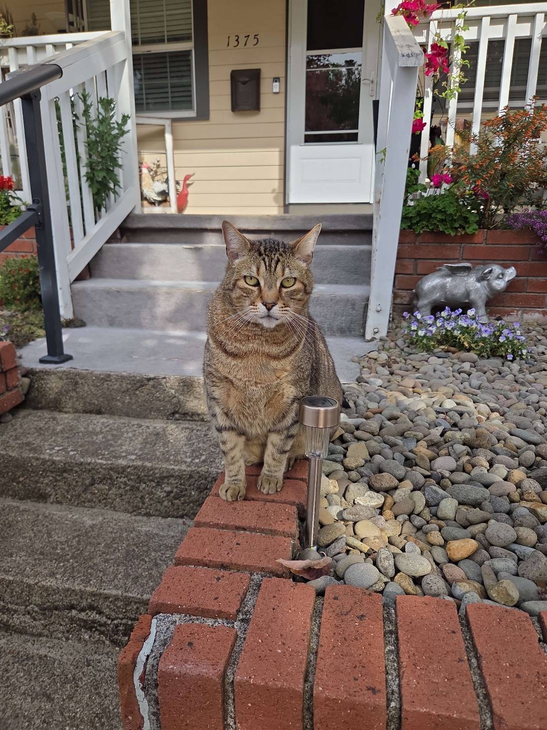 Dolly, a cat found on Chonk Finder
