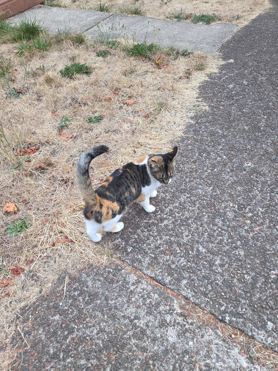 Marigold, a cat found on Chonk Finder