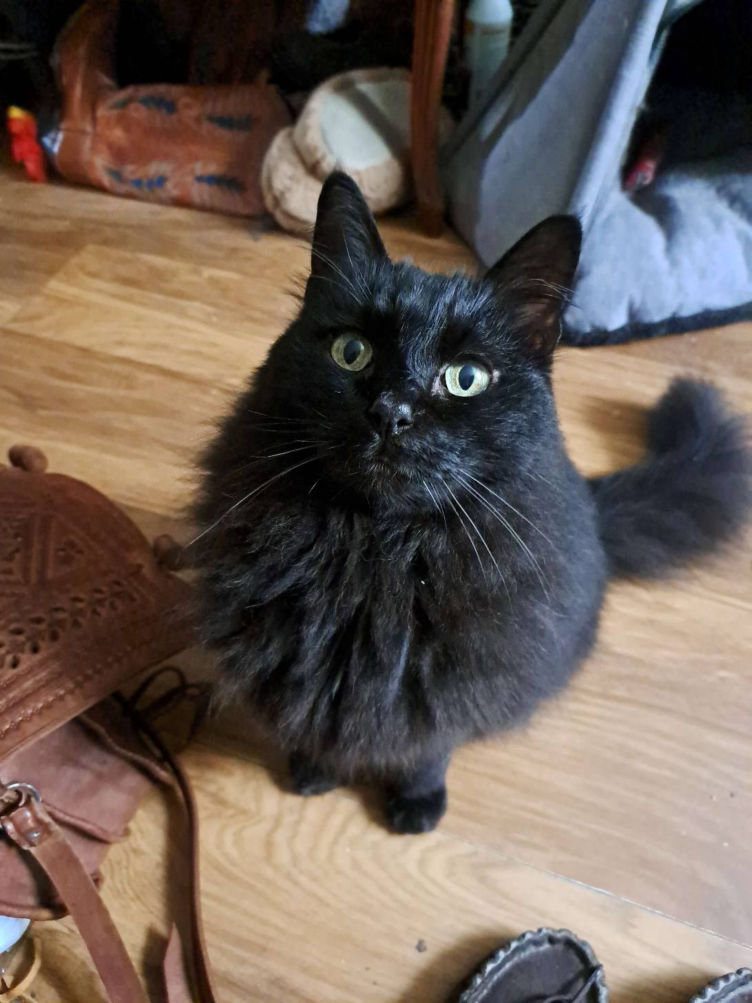 Pendle, a cat found on Chonk Finder