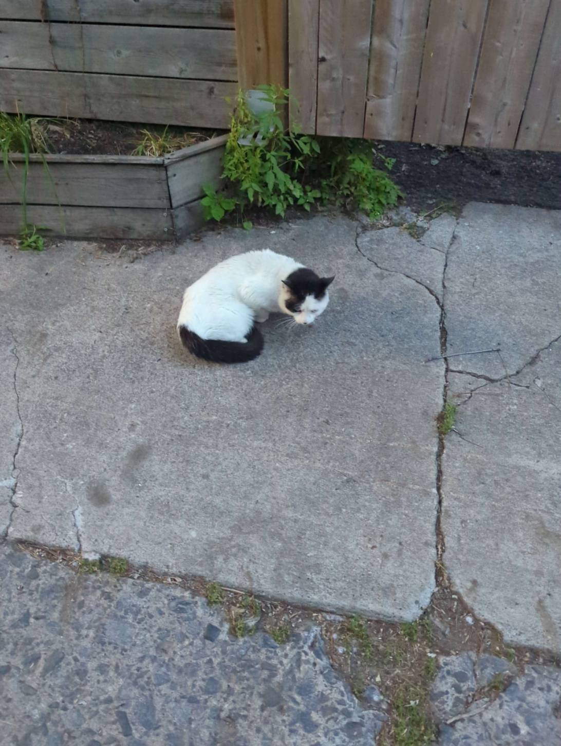 Monty, a cat found on Chonk Finder