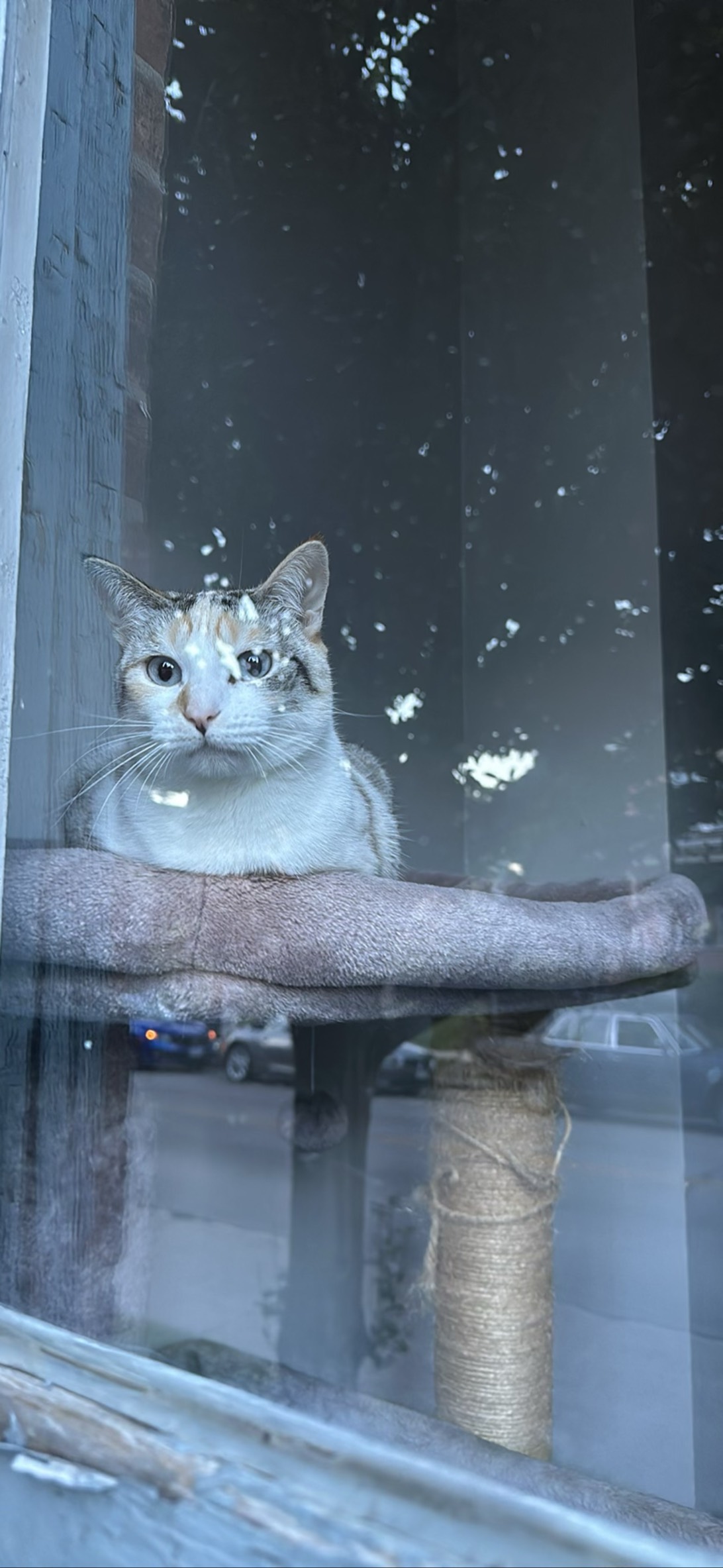 Victoria, a cat found on Chonk Finder