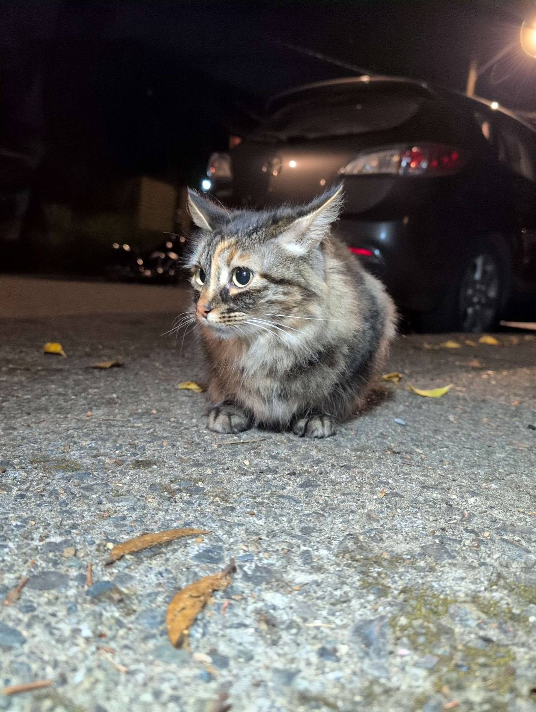 Mini Toto, a cat found on Chonk Finder