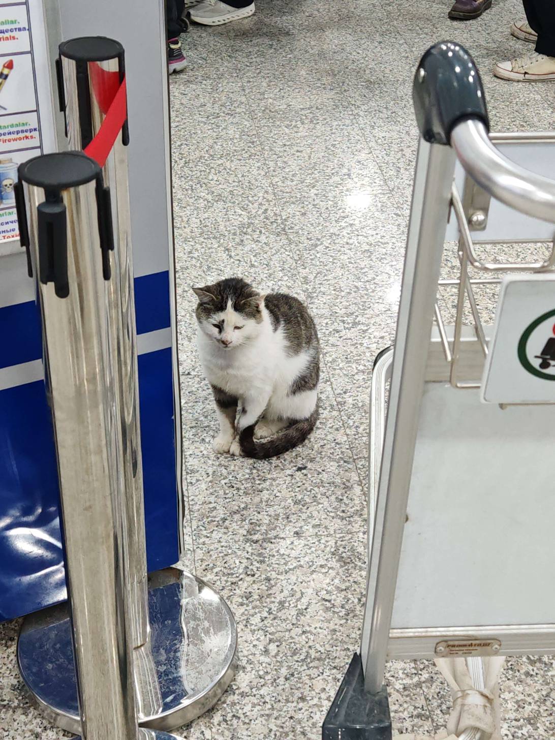 Tashky, a cat found on Chonk Finder