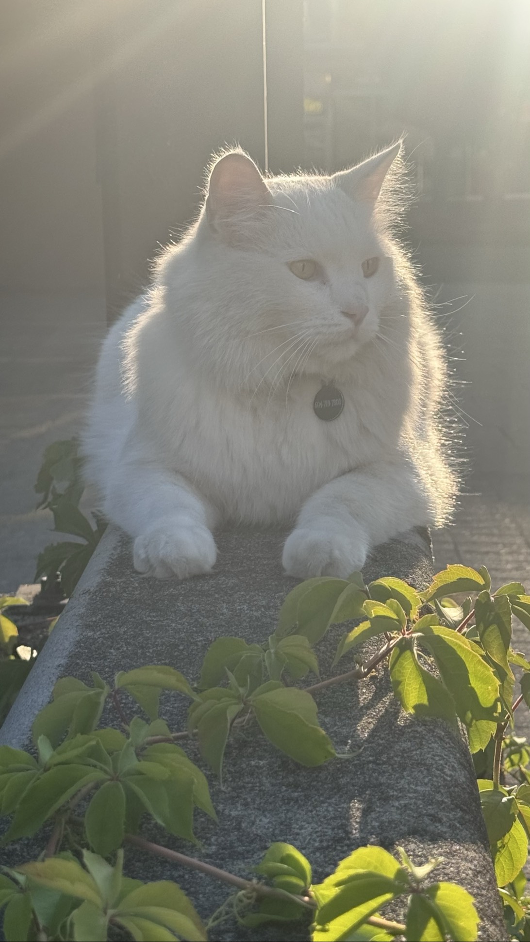 Floofy, a cat found on Chonk Finder