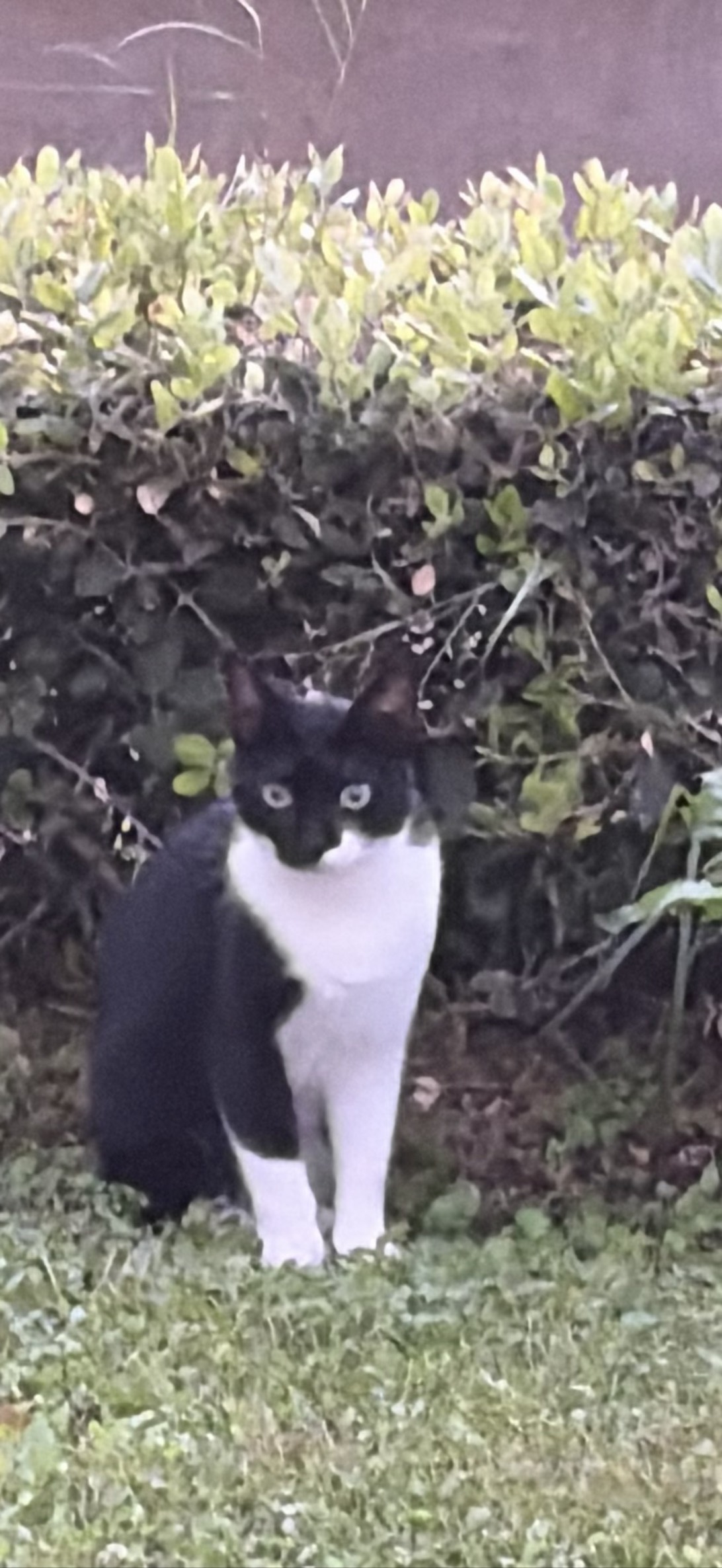Cosmo, a cat found on Chonk Finder