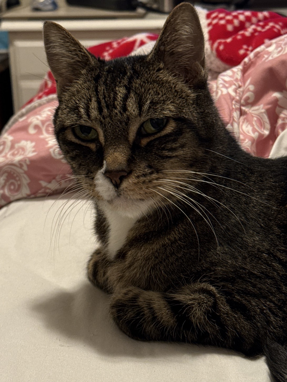 Mr. Meatball, a cat found on Chonk Finder