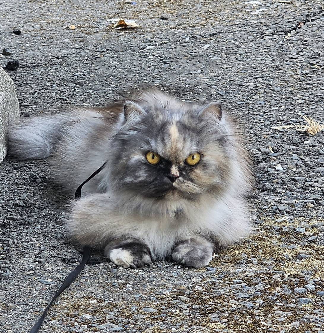 Rozalin, a cat found on Chonk Finder