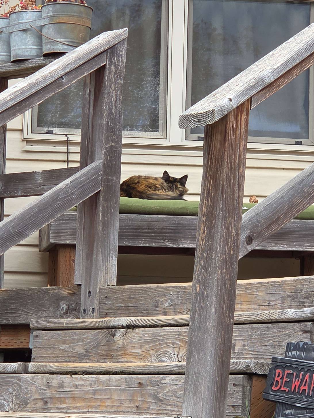 Hazel, a cat found on Chonk Finder