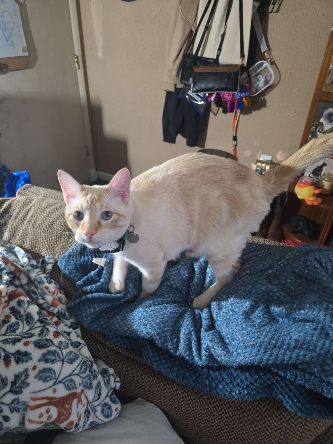 Louie, a cat found on Chonk Finder