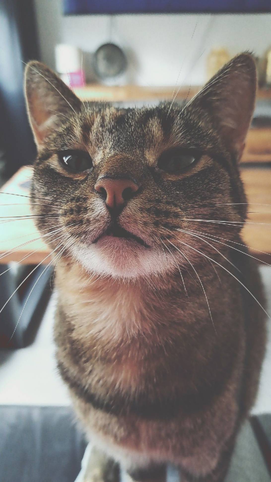 Teddy, a cat found on Chonk Finder