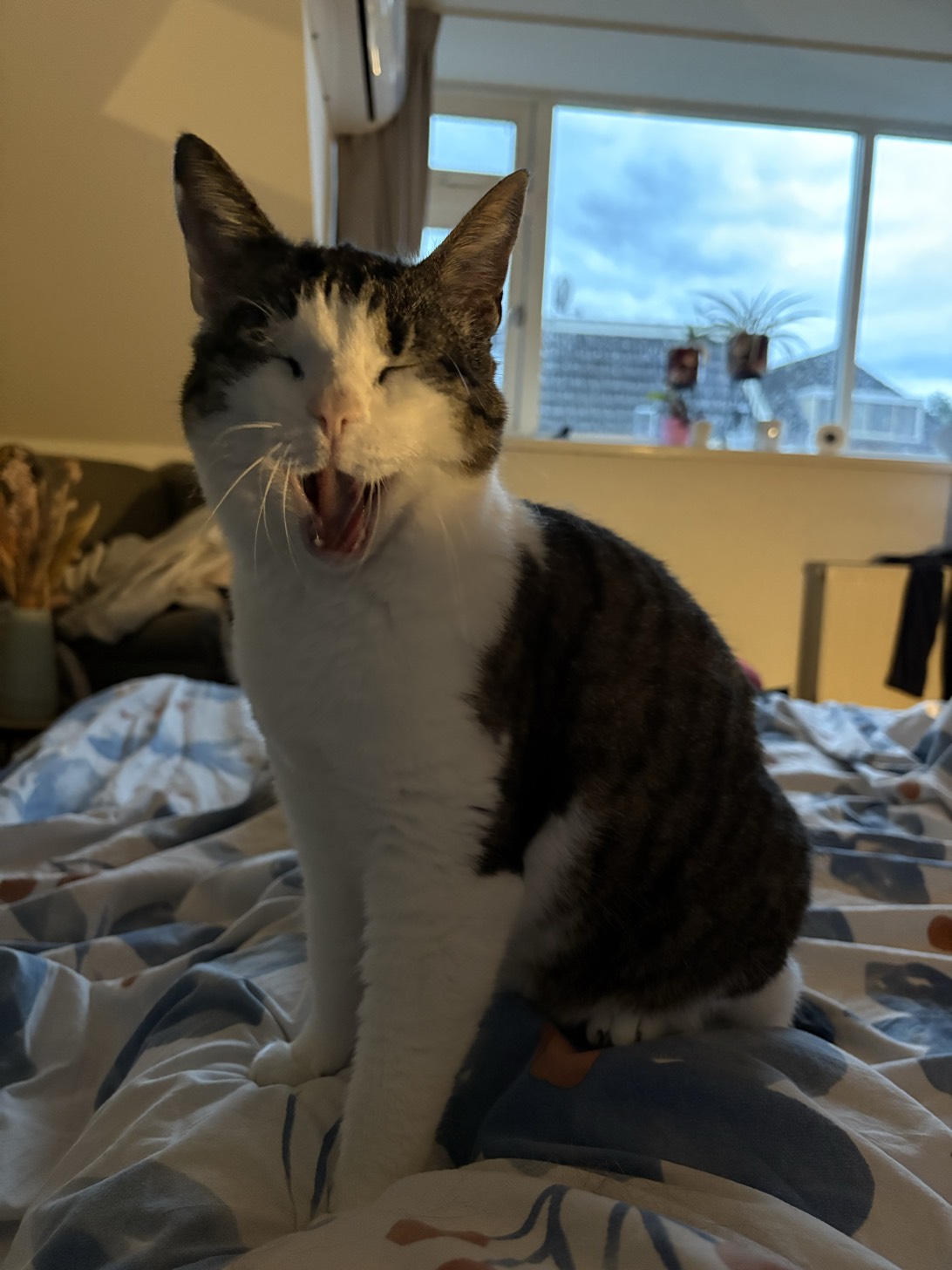 Tity, a cat found on Chonk Finder