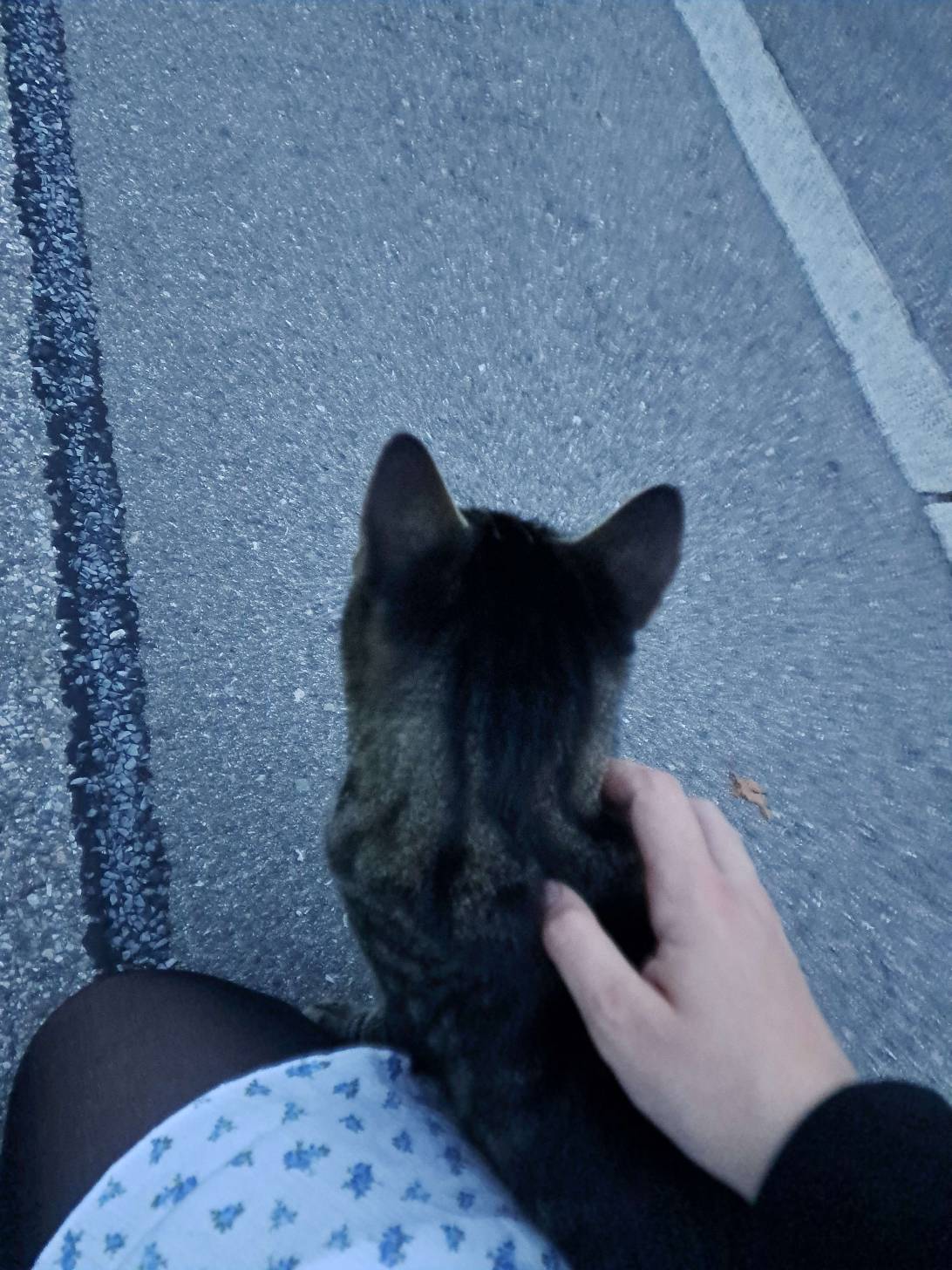 Pebble, a cat found on Chonk Finder