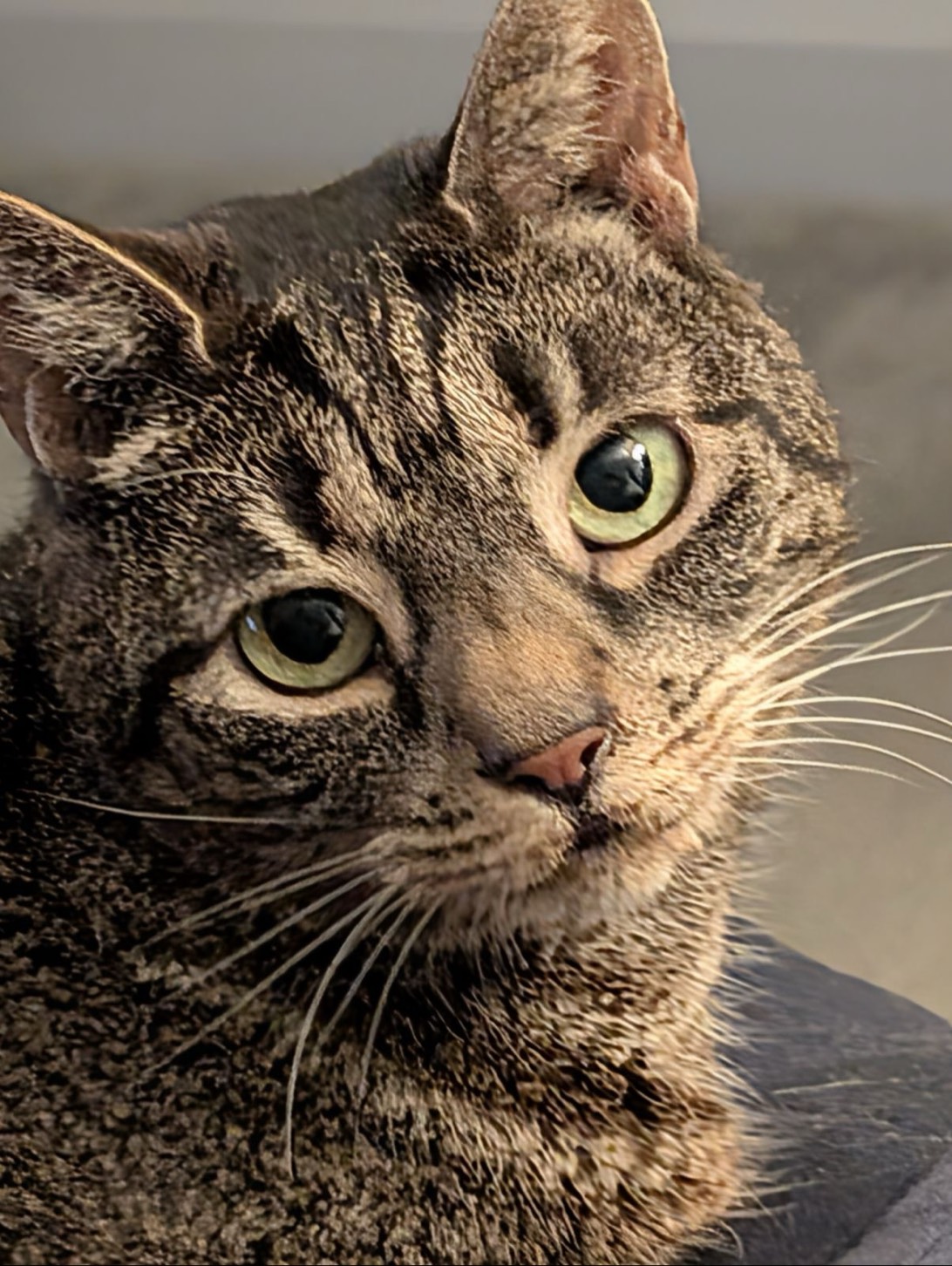 Luna, a cat found on Chonk Finder