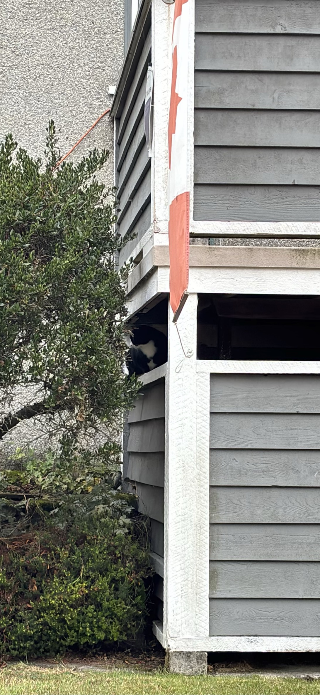 Sneaker, a cat found on Chonk Finder