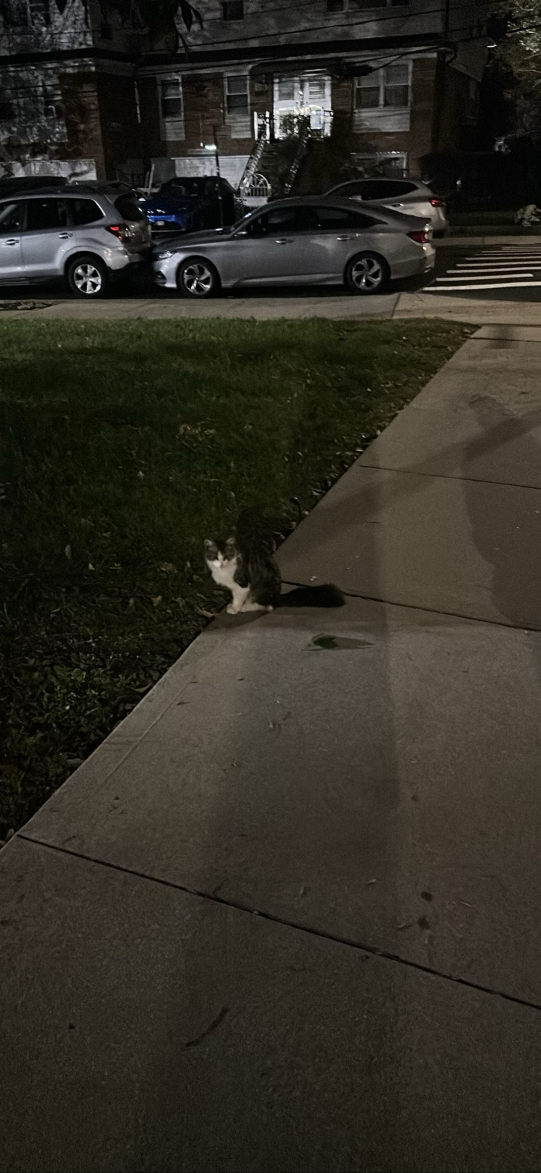 Cosmo, a cat found on Chonk Finder