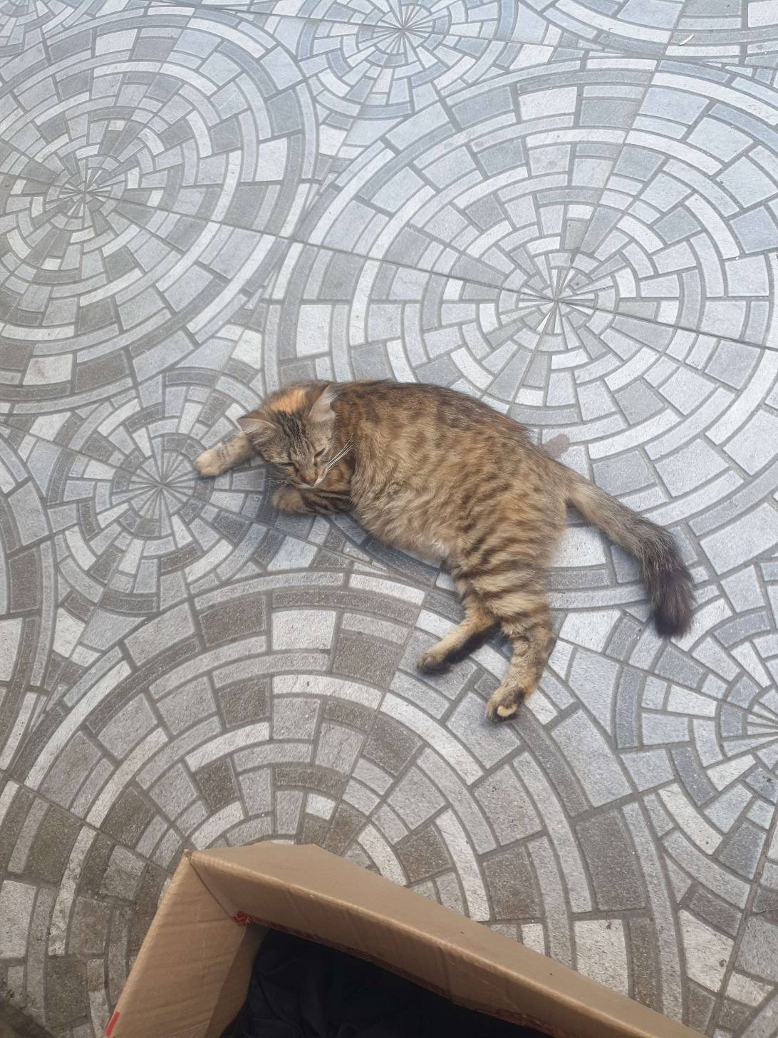 lazy, a cat found on Chonk Finder