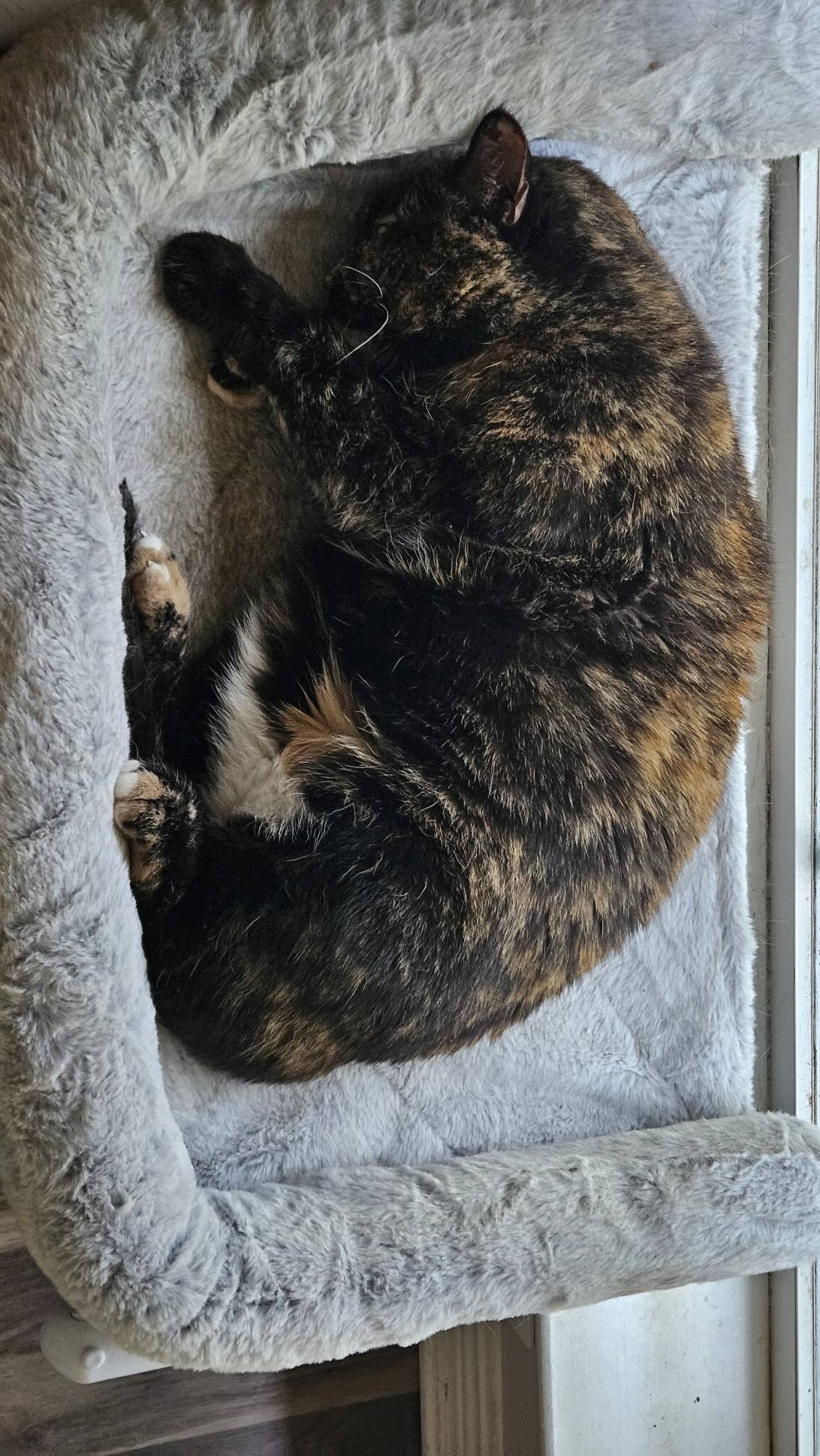 Kameko, a cat found on Chonk Finder