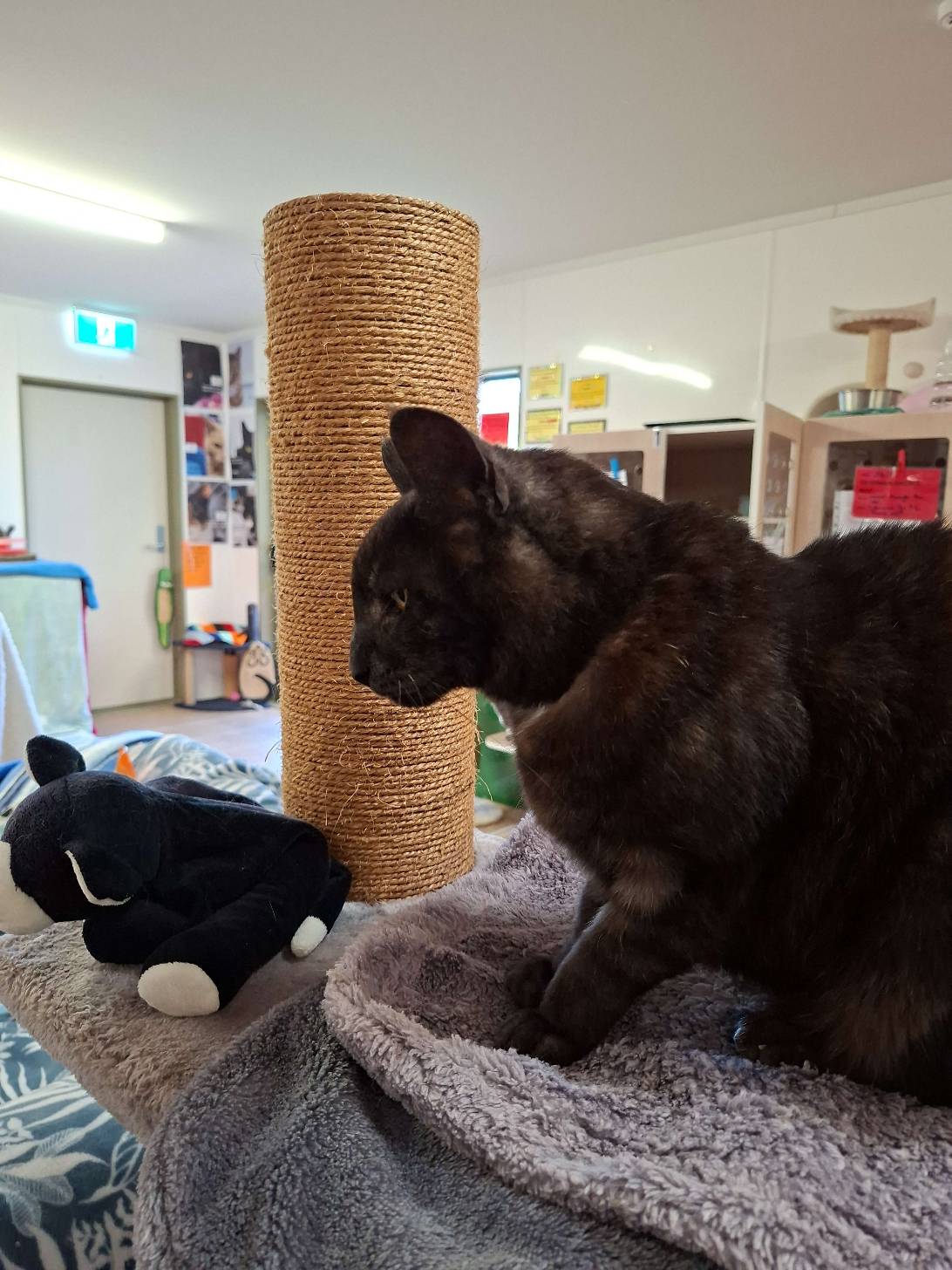 Mr Max, Wellington