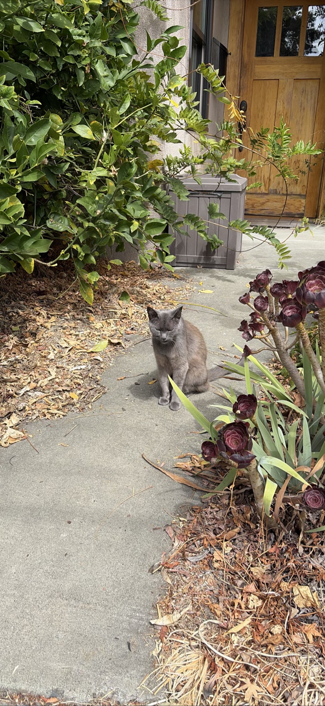 Ptolemy, a cat found on Chonk Finder