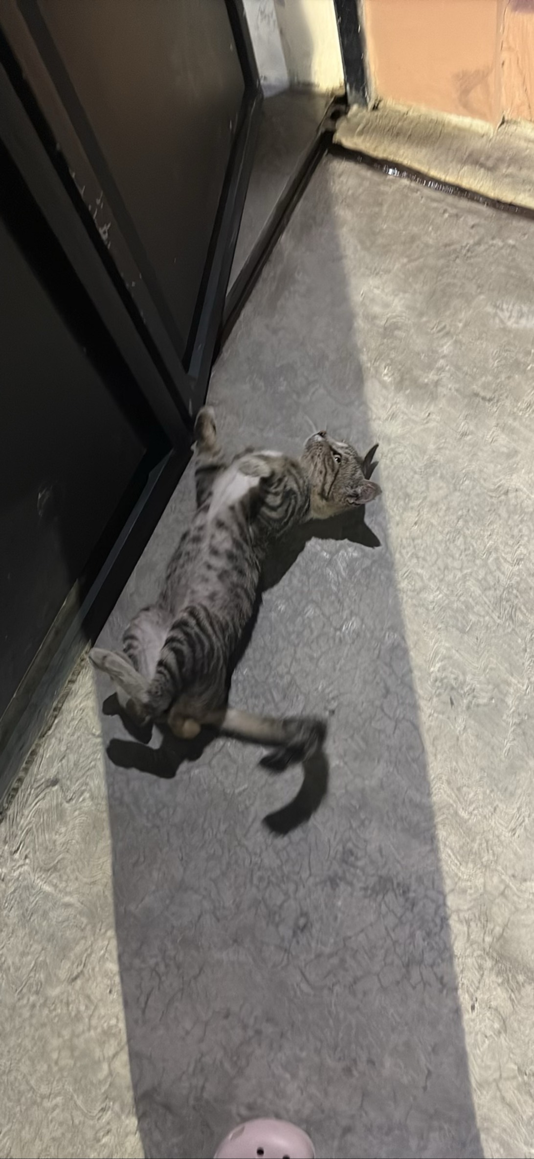 Rambo, a cat found on Chonk Finder