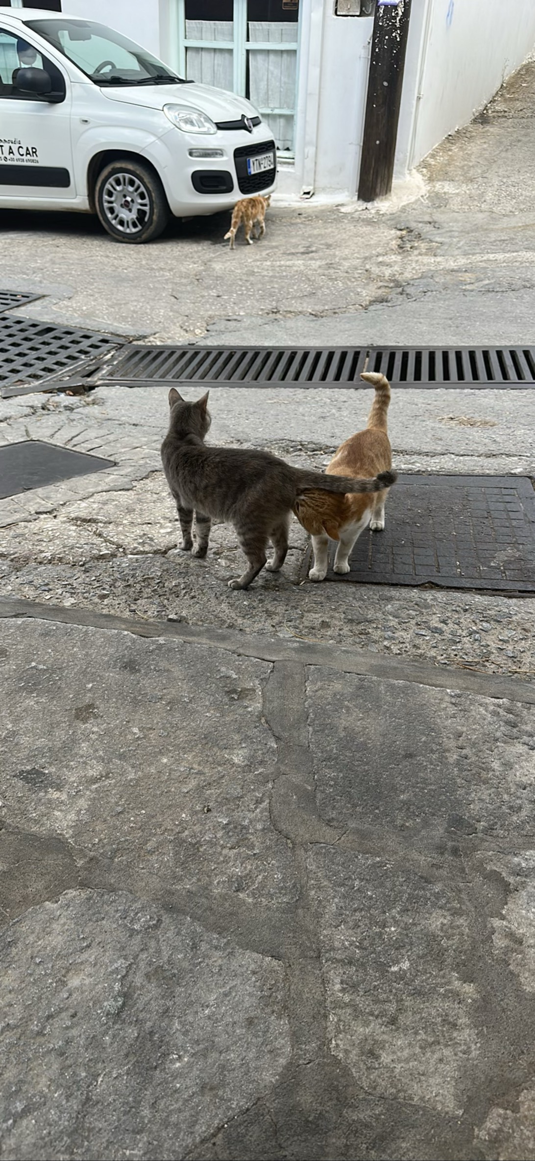 Starries butsniffer, a cat found on Chonk Finder