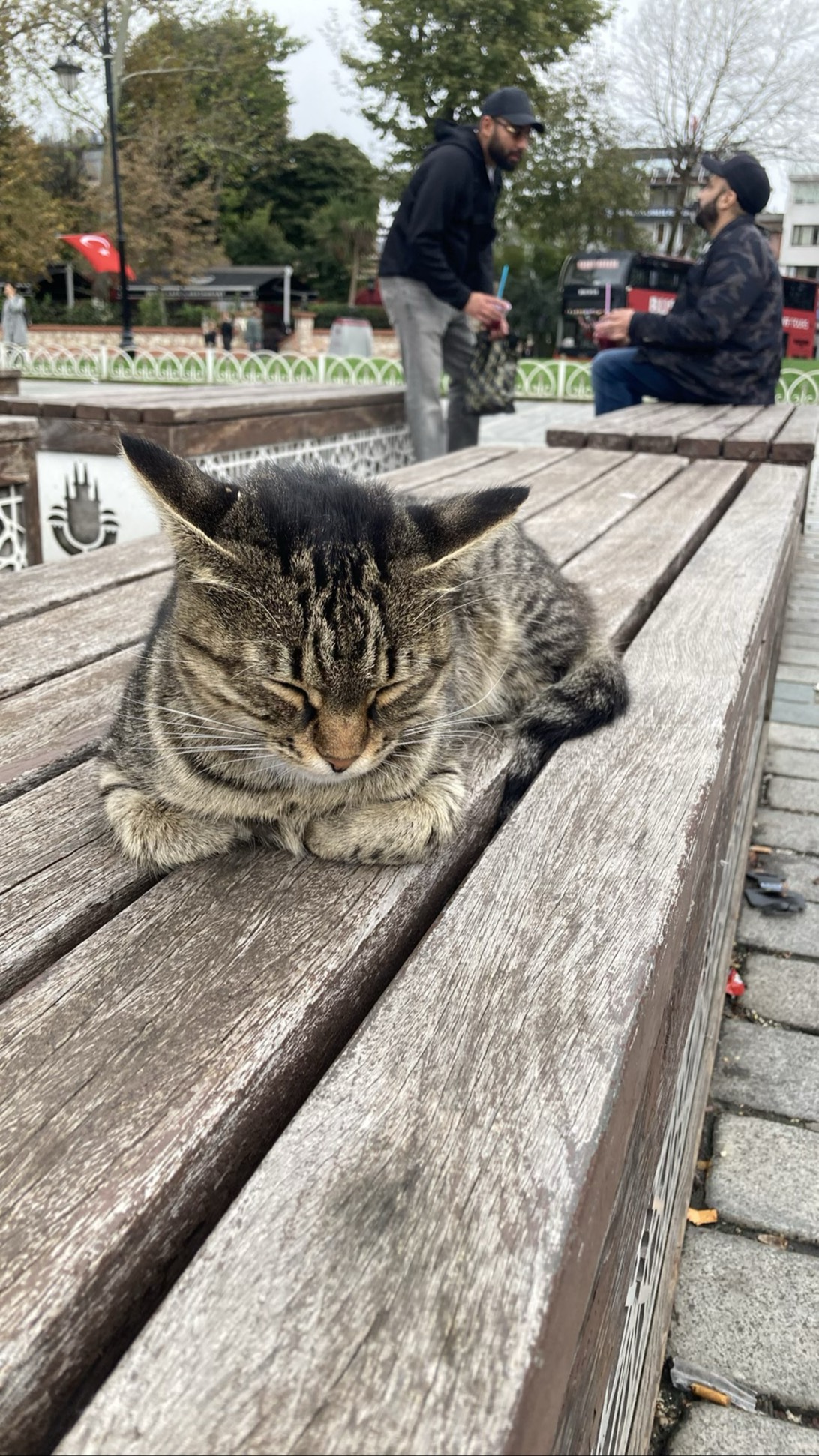 Suleiman, a cat found on Chonk Finder