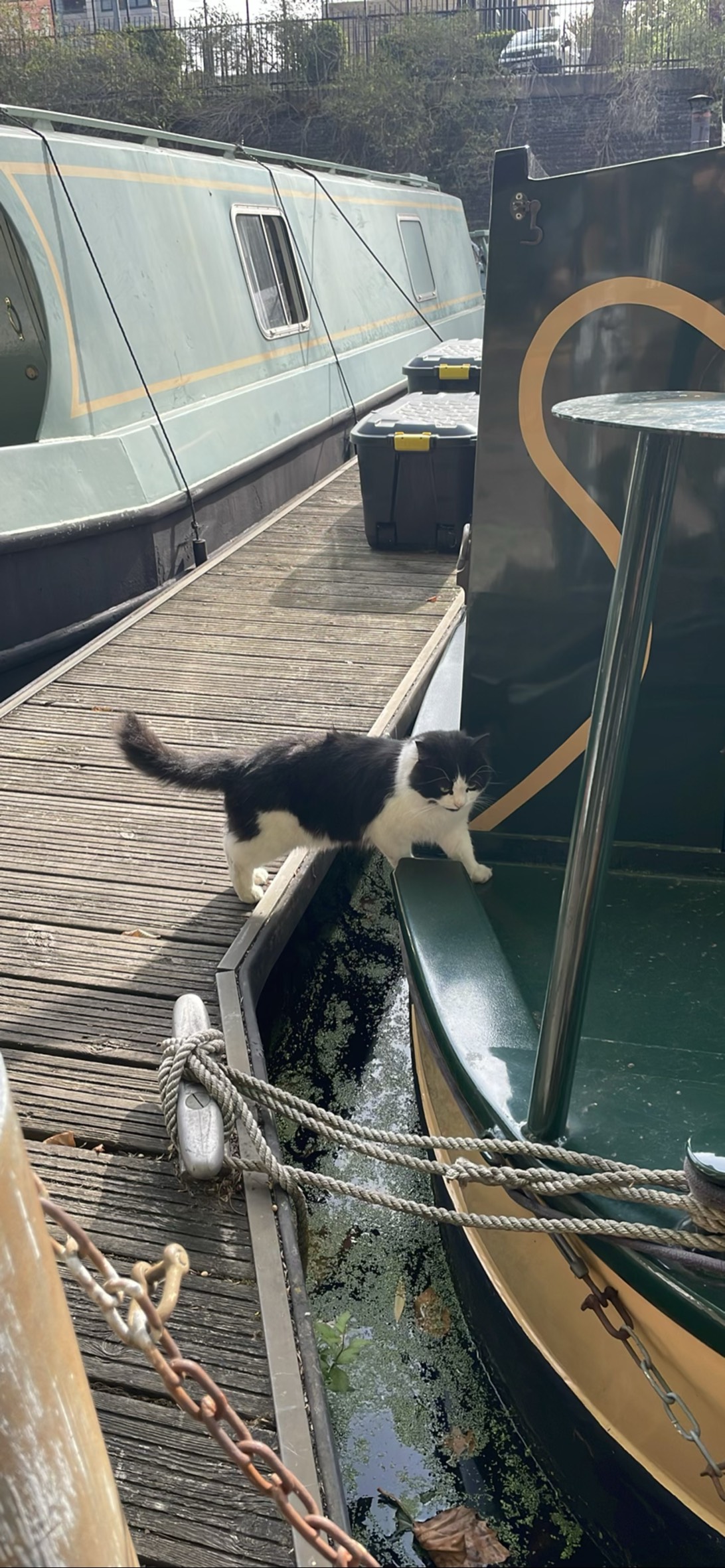 Barnacle, a cat found on Chonk Finder