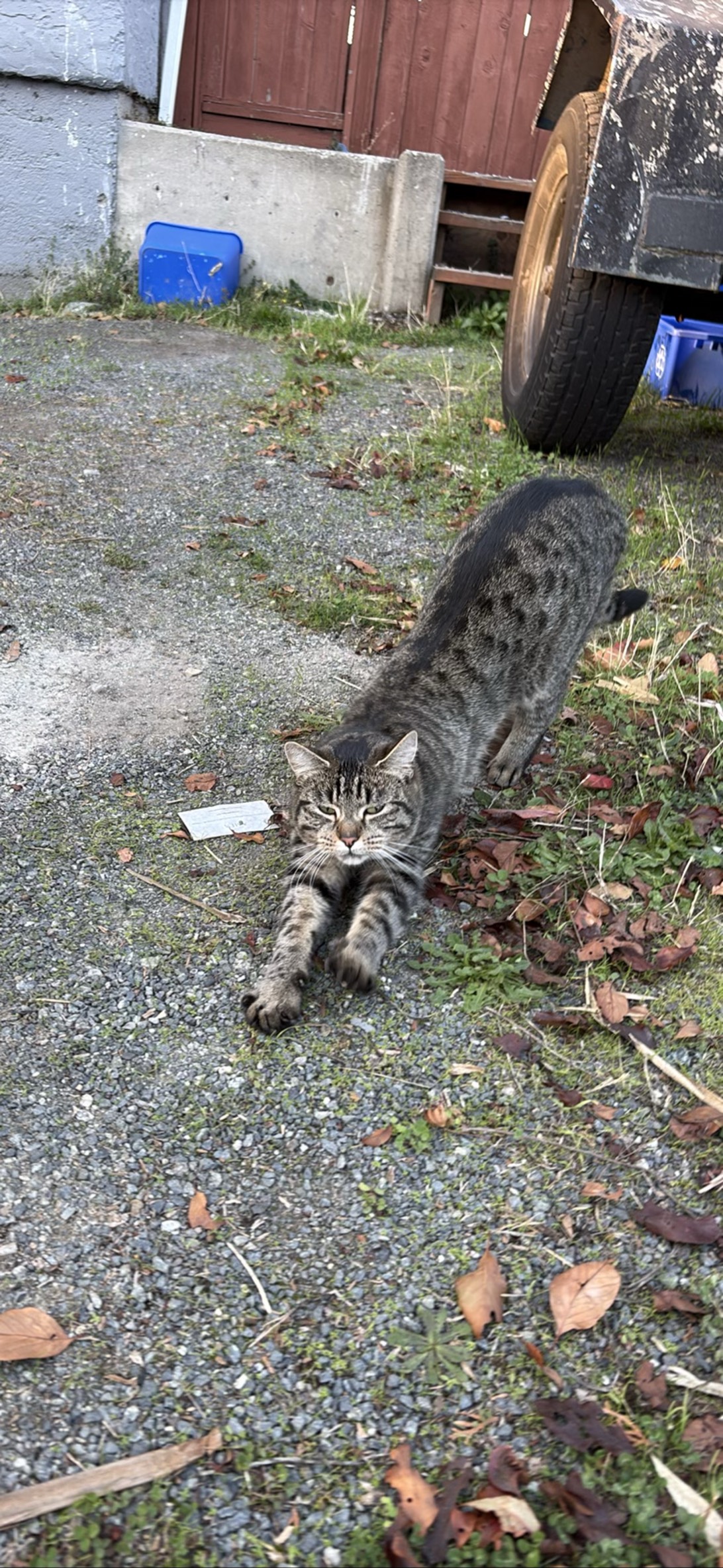 Strech, a cat found on Chonk Finder