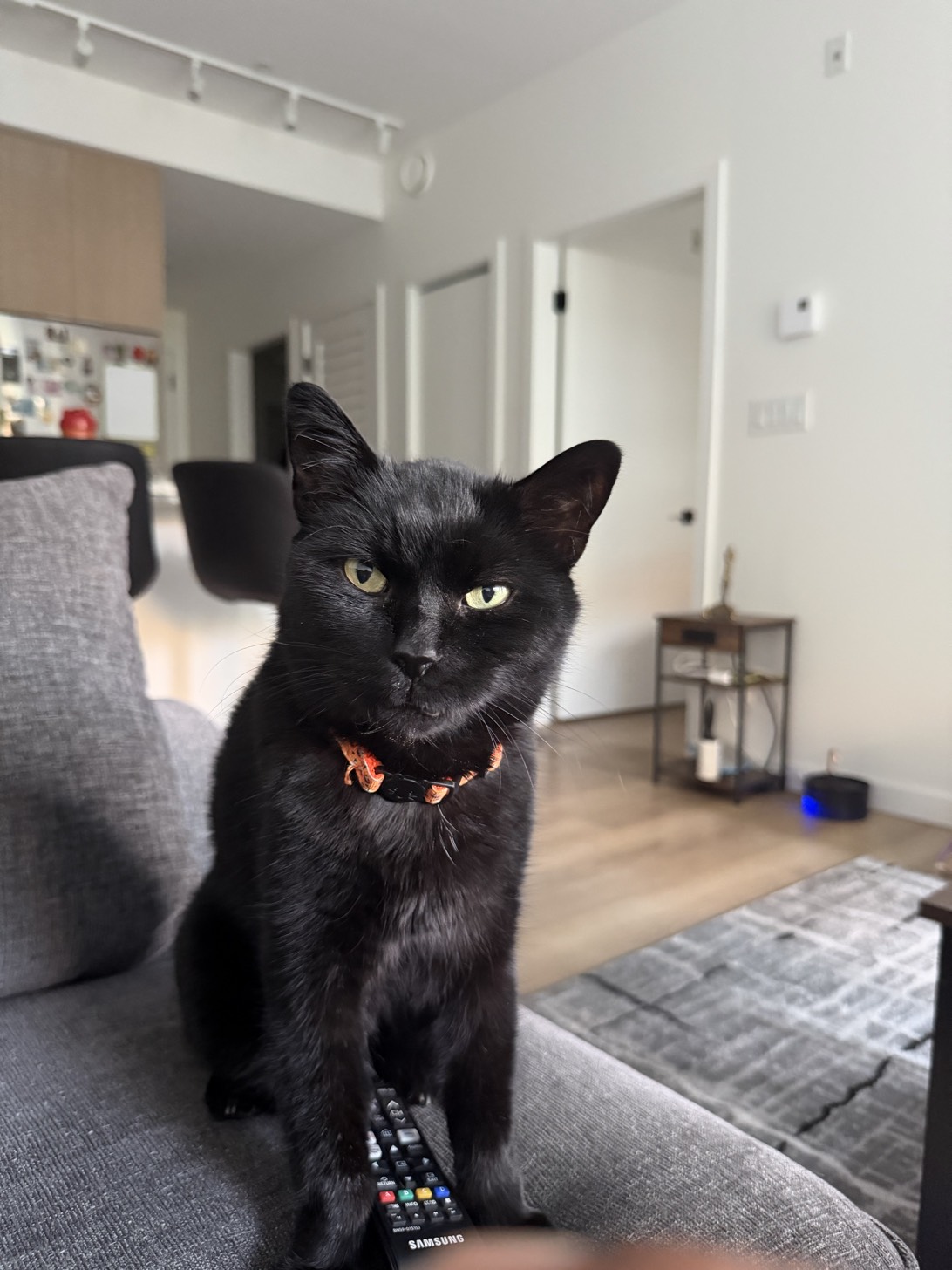 Mister, a cat found on Chonk Finder