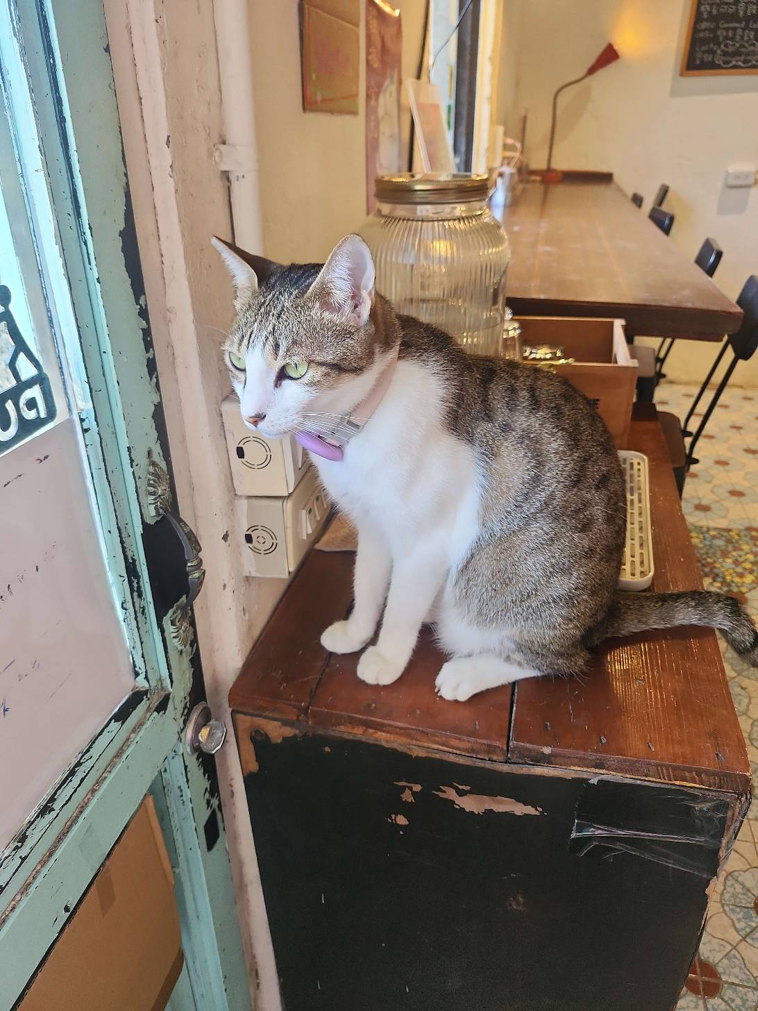 Manman, a cat found on Chonk Finder