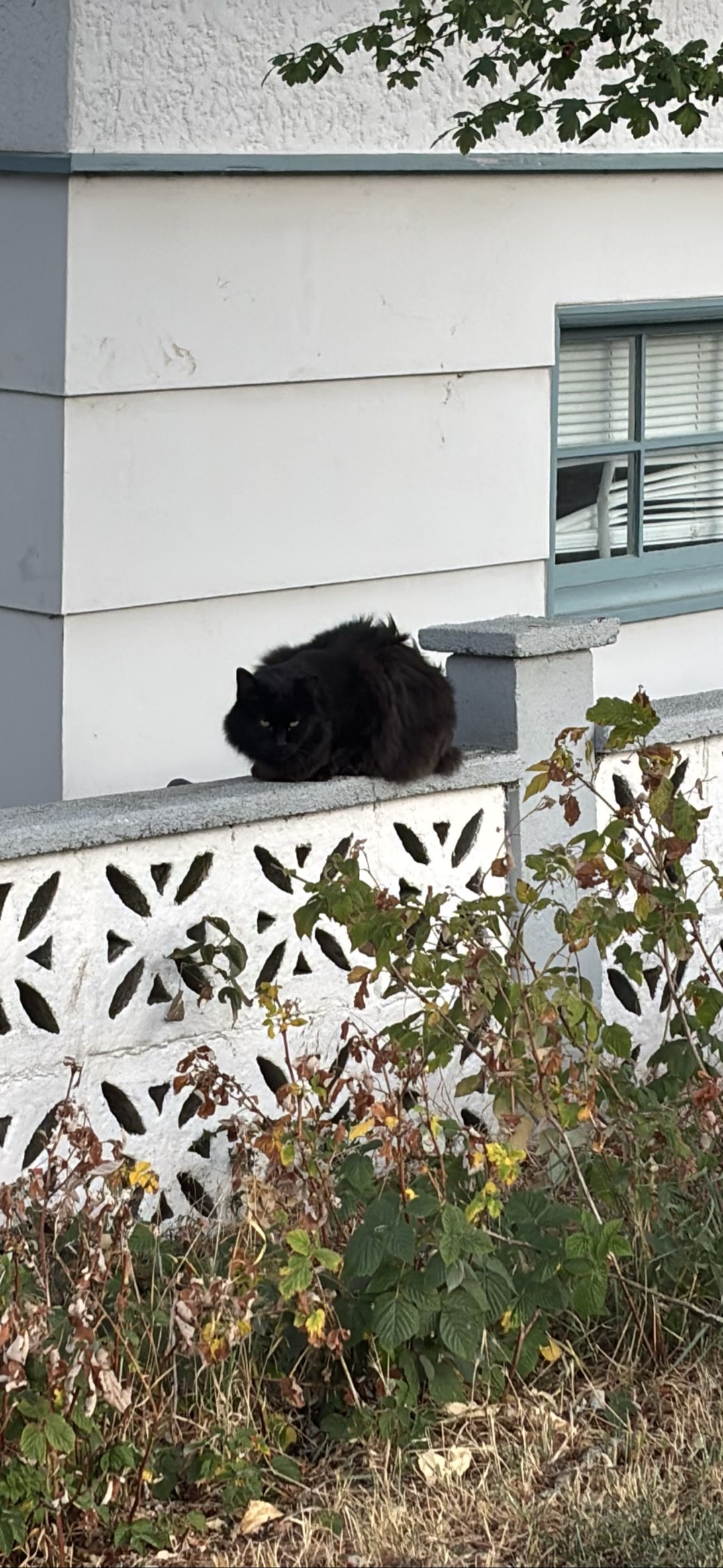 Prospero, a cat found on Chonk Finder
