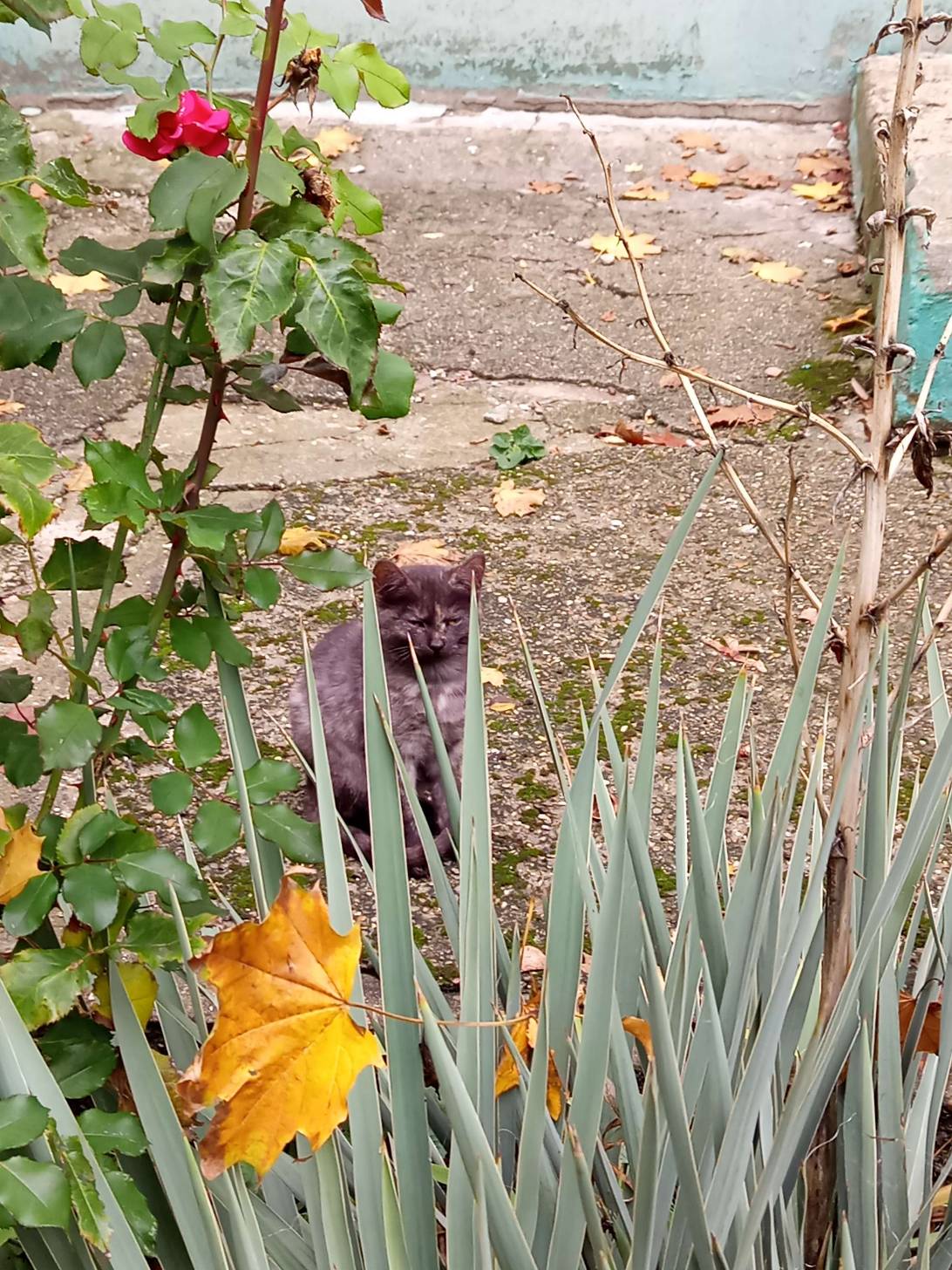 Thistle, a cat found on Chonk Finder