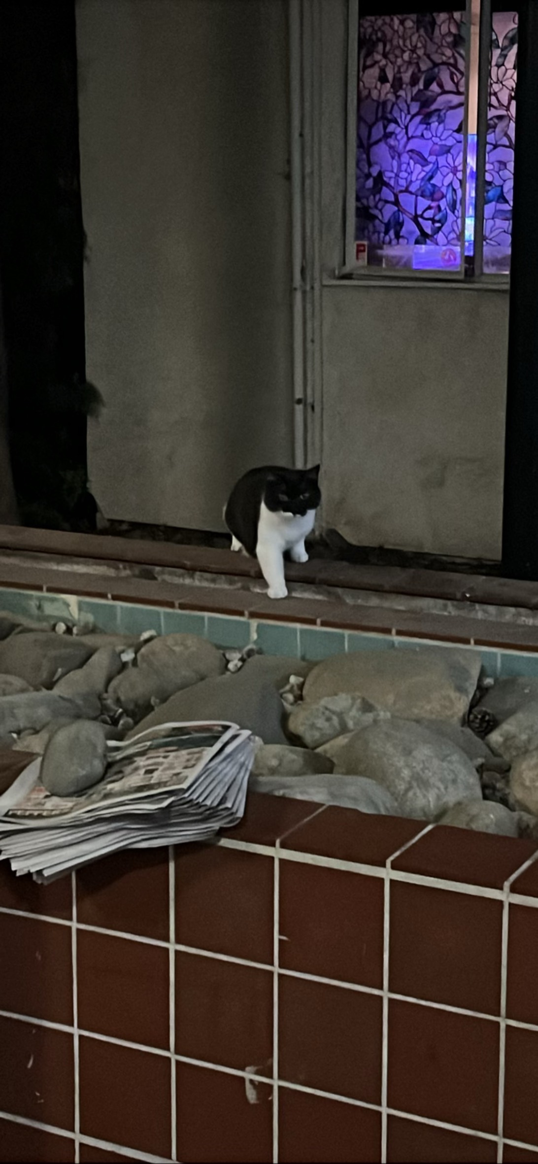 Silly Billy, a cat found on Chonk Finder