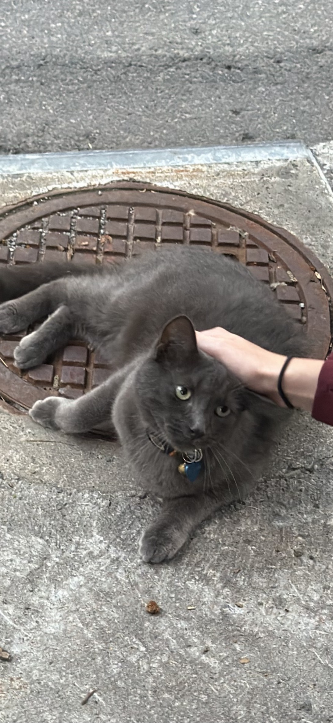 Cosmo, a cat found on Chonk Finder