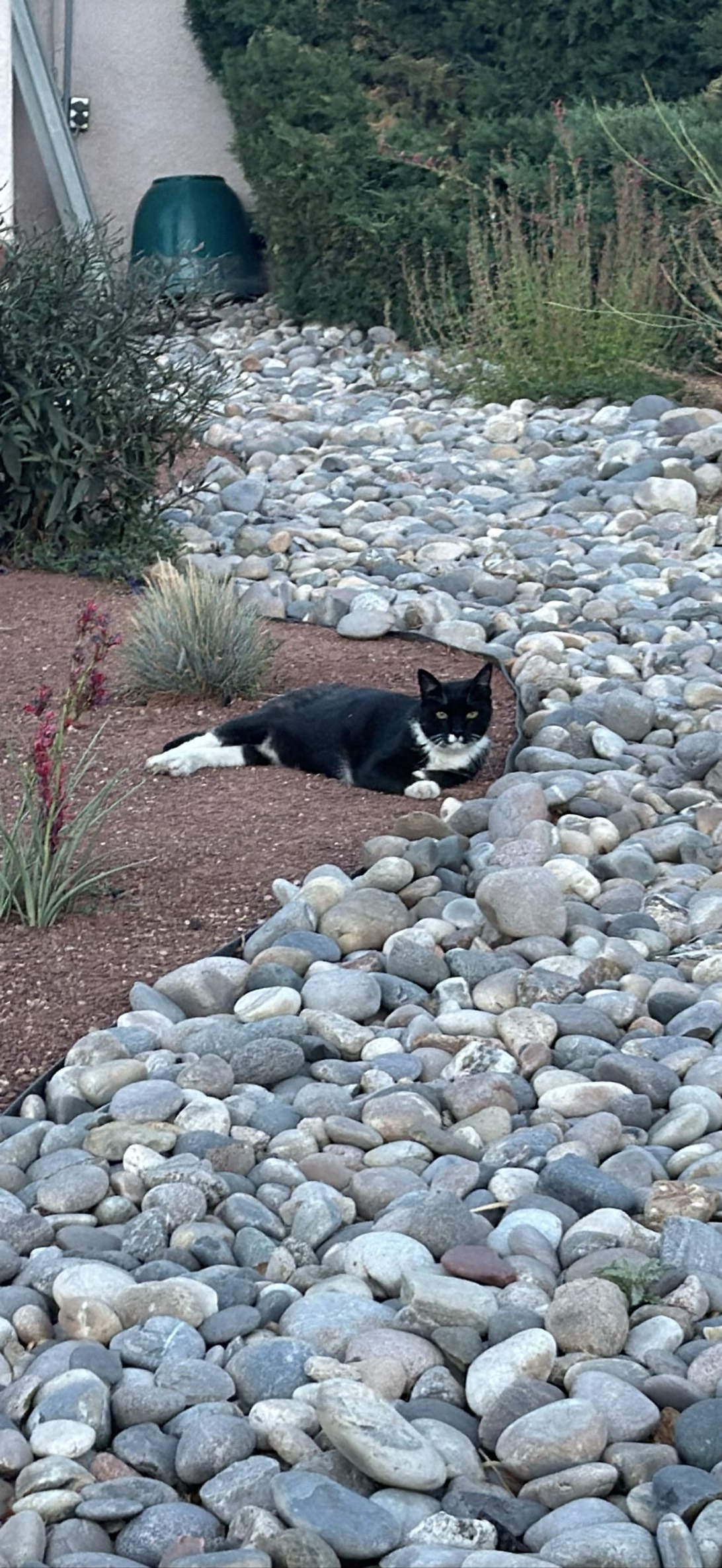 Remington, a cat found on Chonk Finder