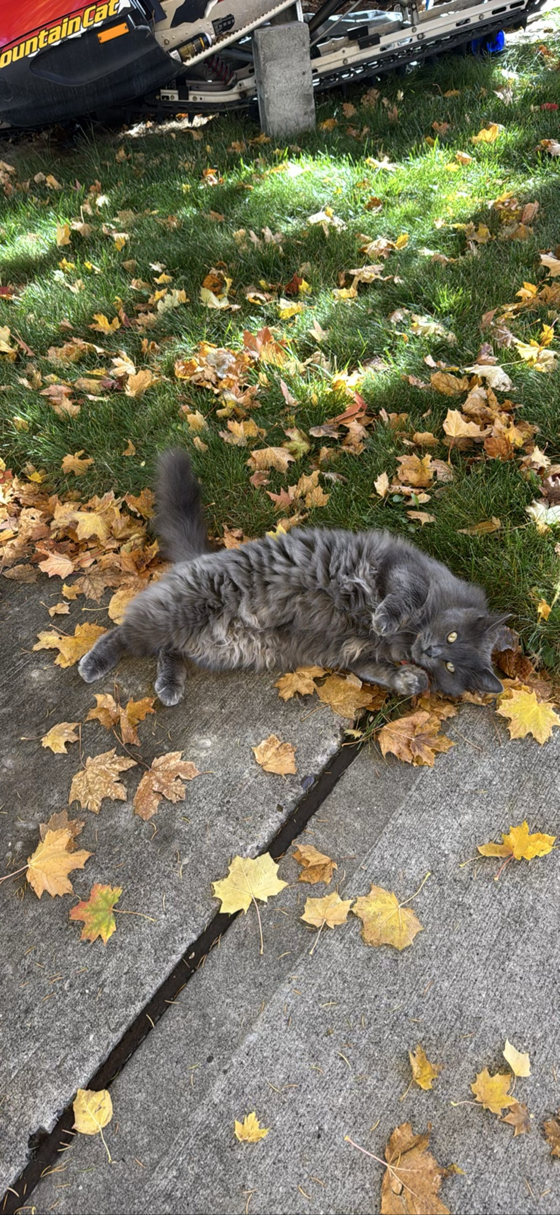 Dorian 2, a cat found on Chonk Finder