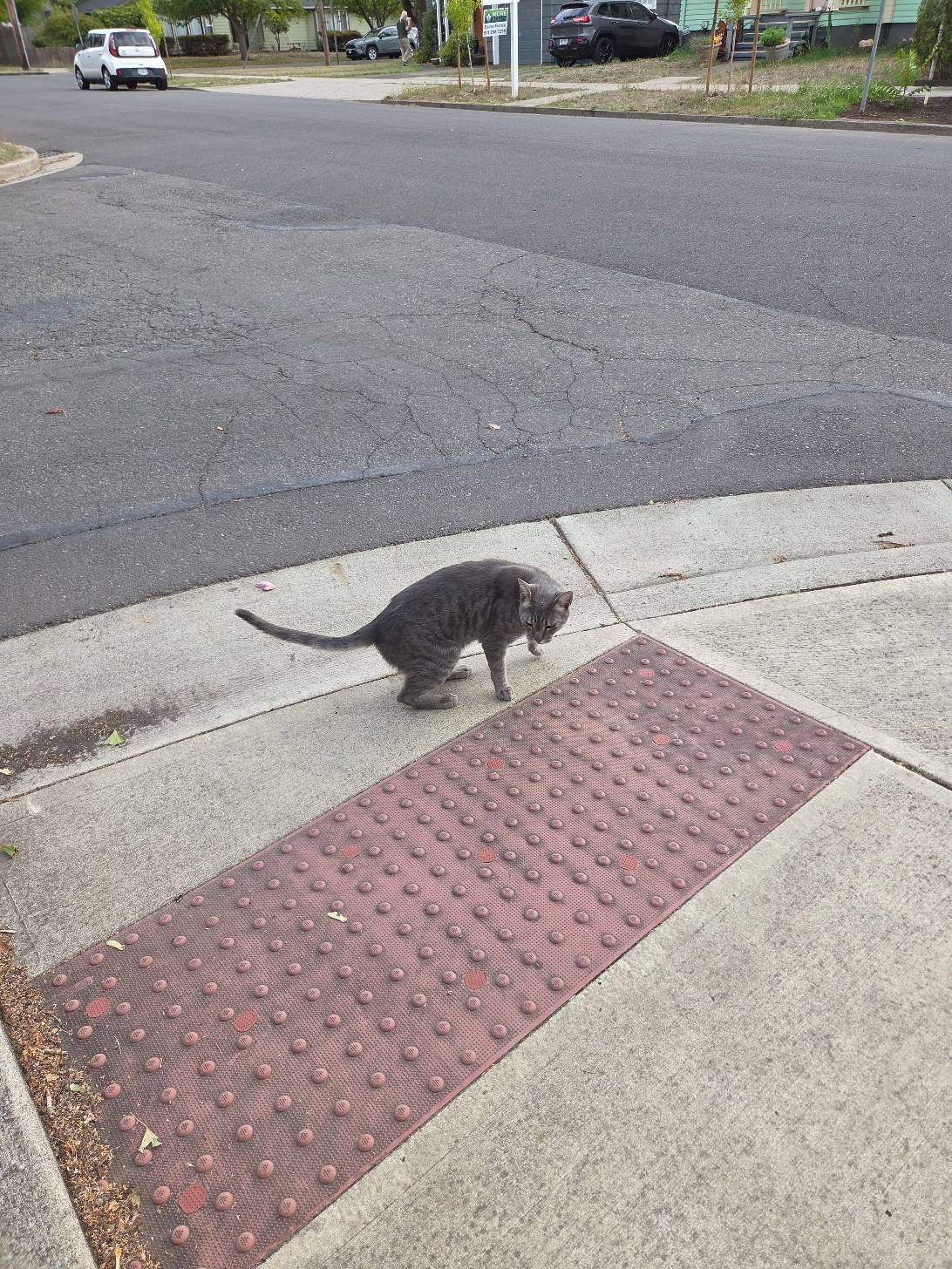 Hoggle, a cat found on Chonk Finder