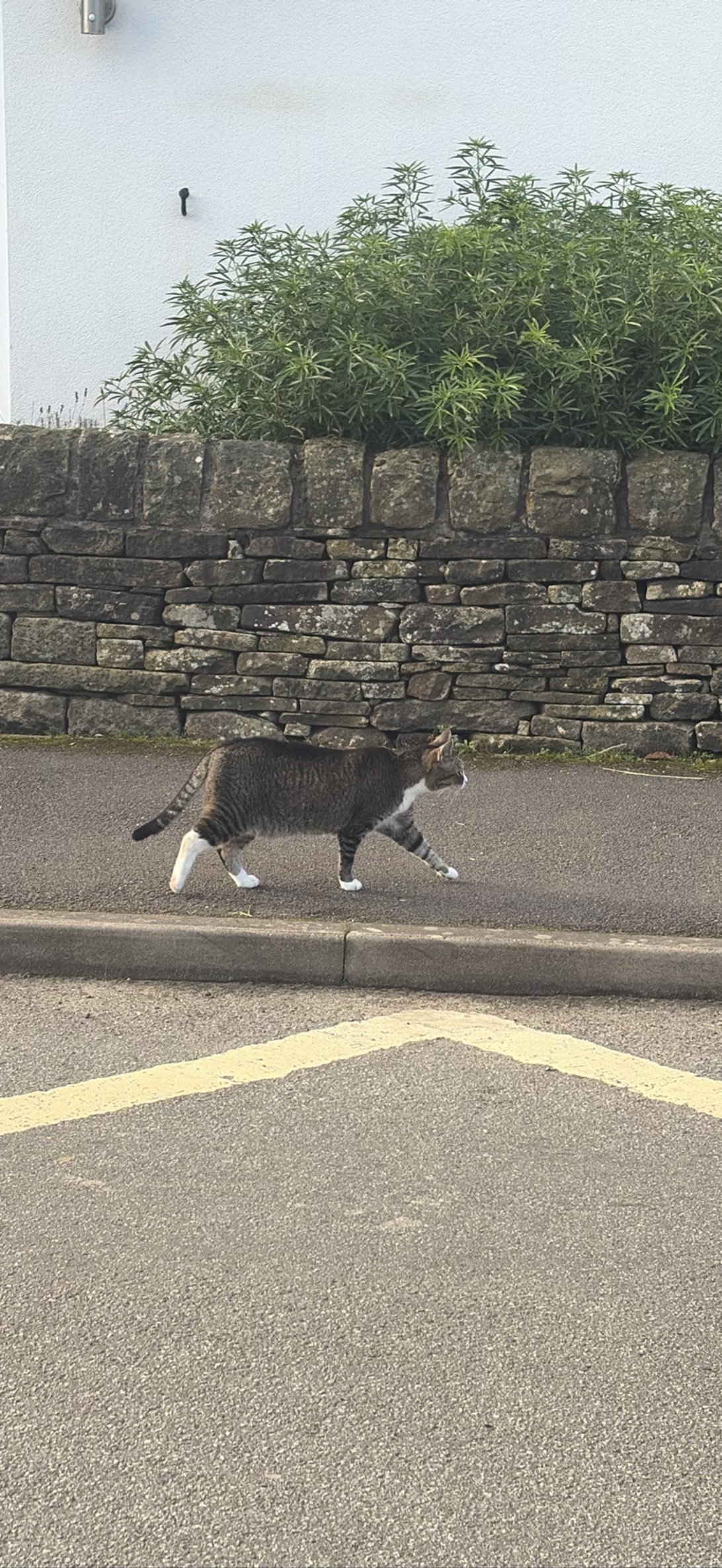 Fergus, a cat found on Chonk Finder