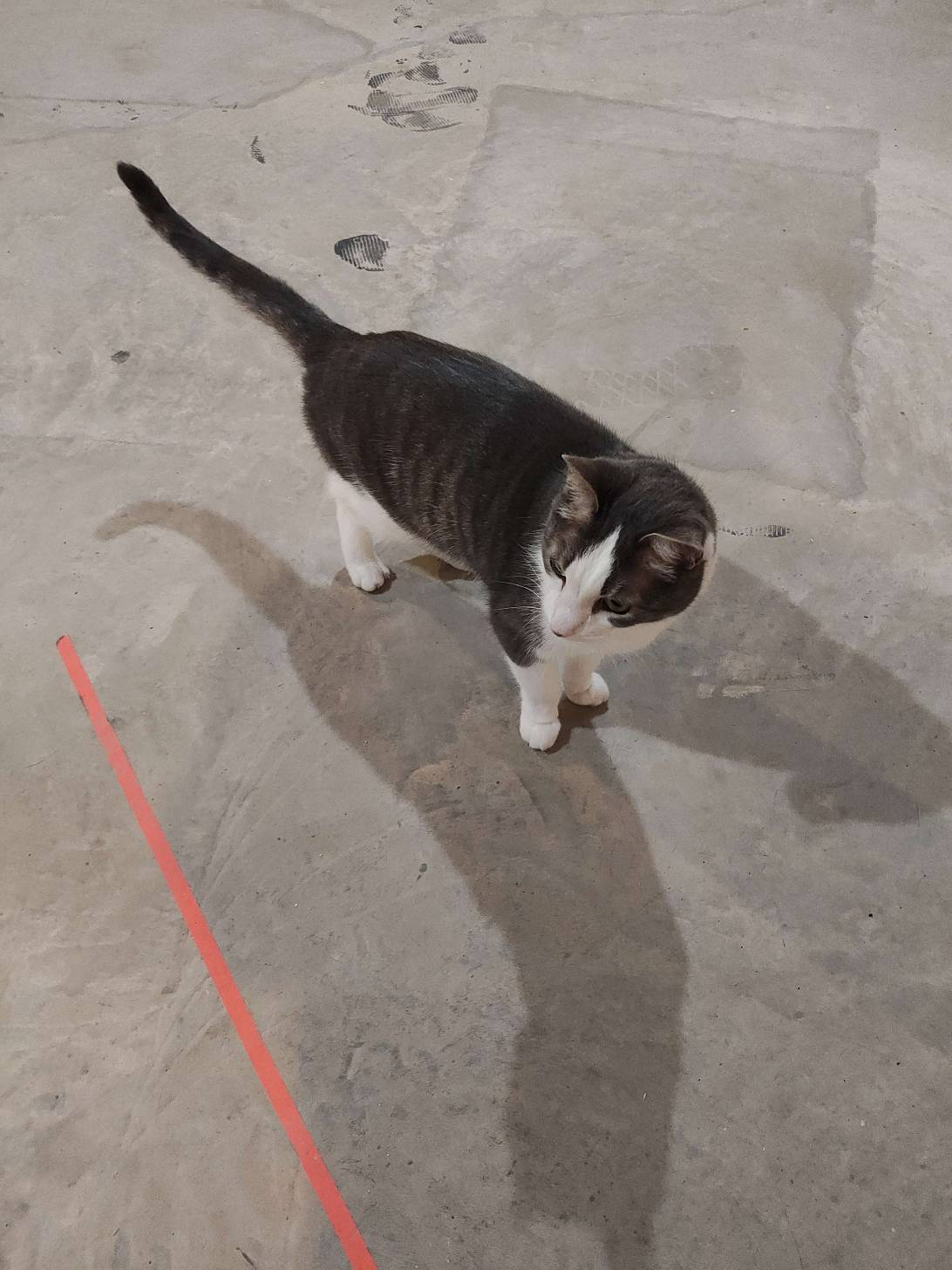 Ollie, a cat found on Chonk Finder