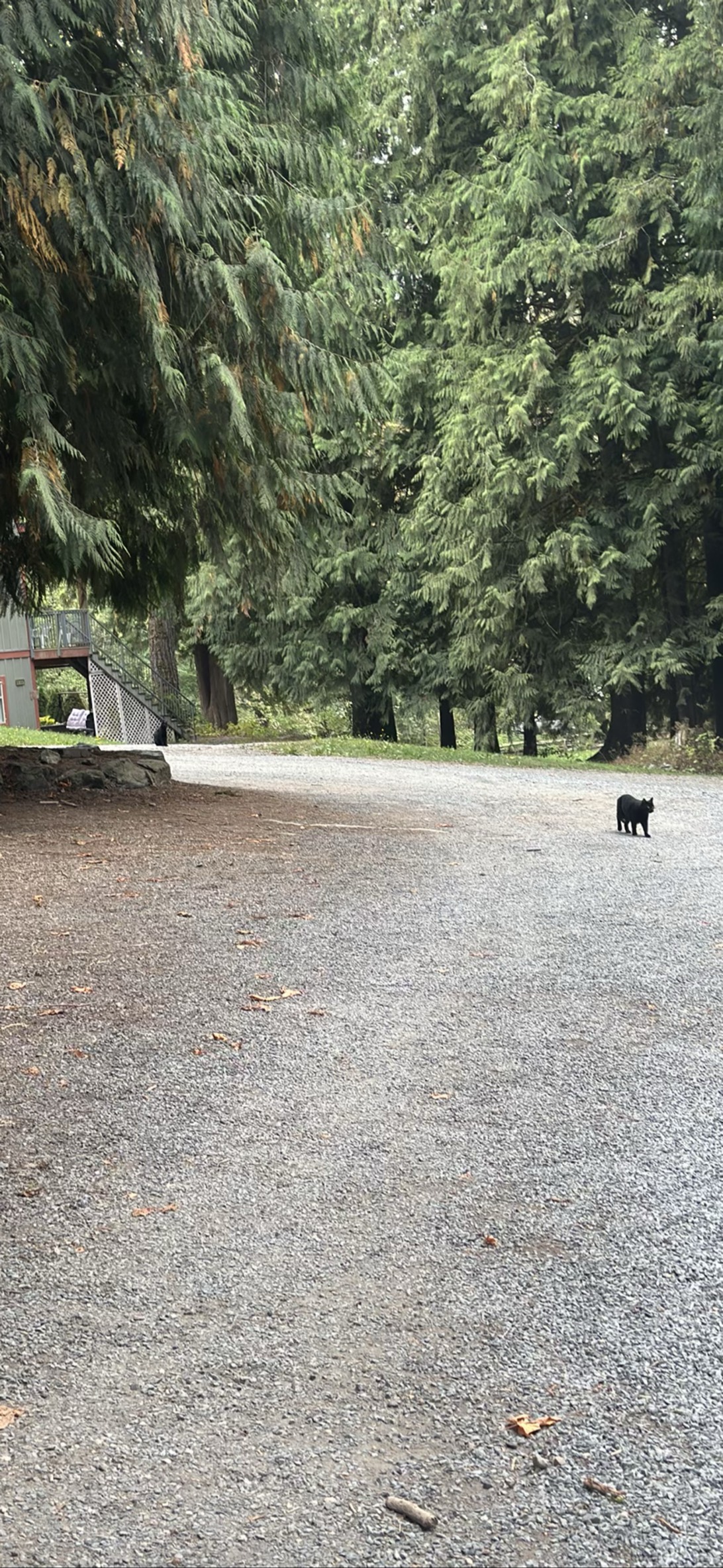 Trailer kat, a cat found on Chonk Finder