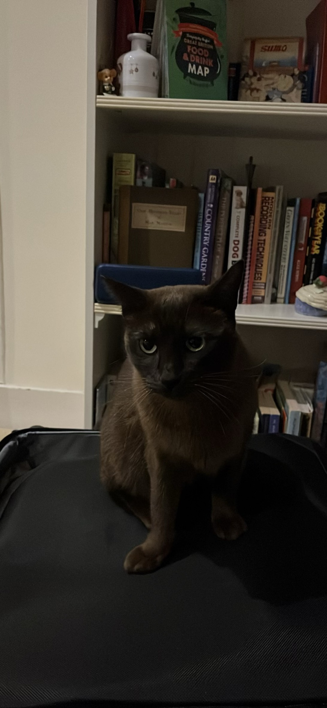 Tinker, a cat found on Chonk Finder
