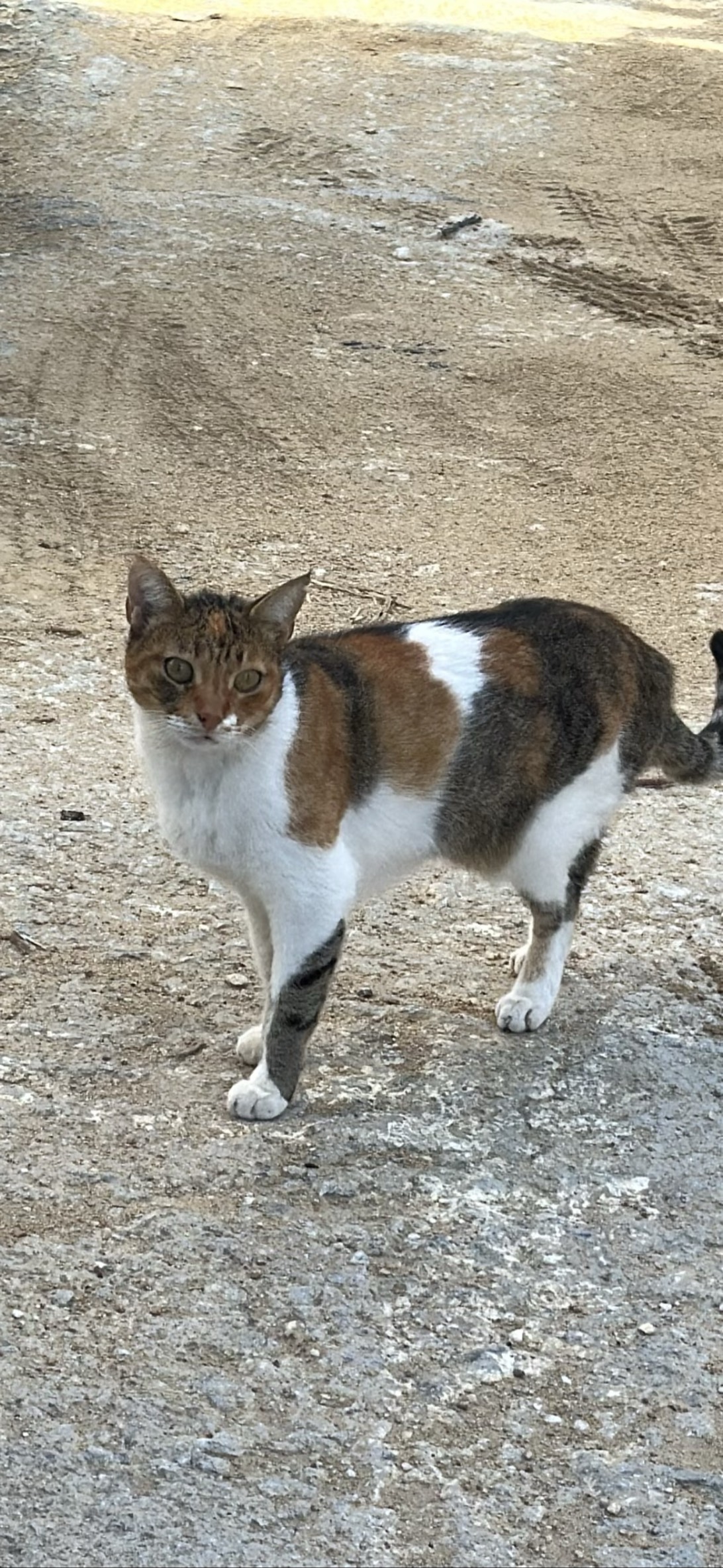 Little, a cat found on Chonk Finder