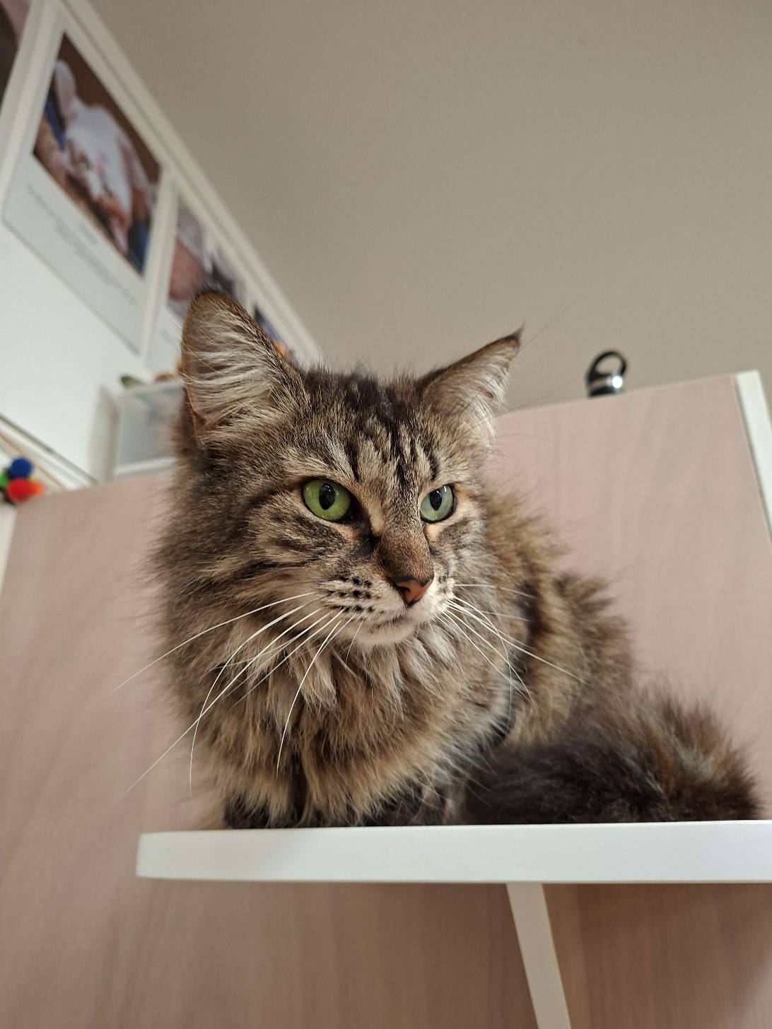 Karen, a cat found on Chonk Finder