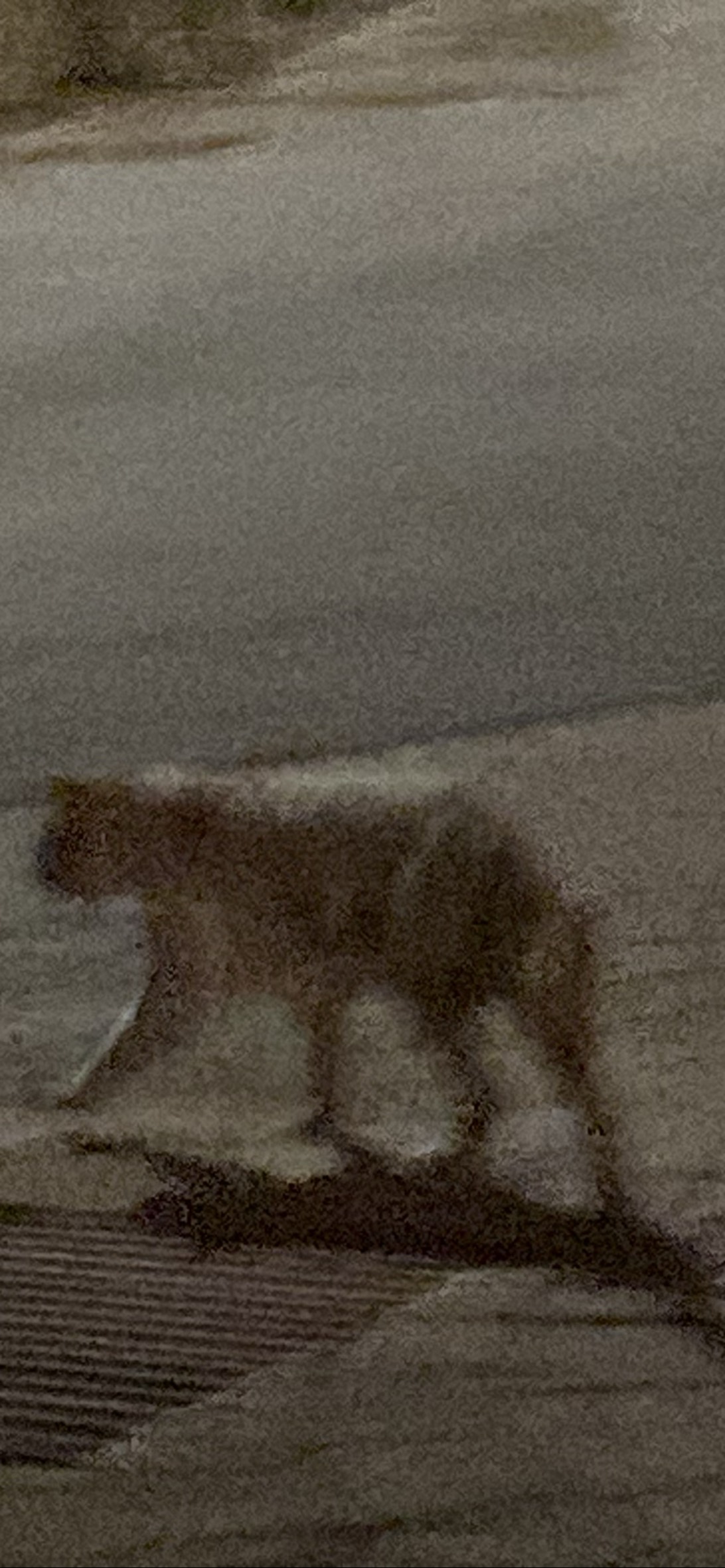 Gingerbread, a cat found on Chonk Finder