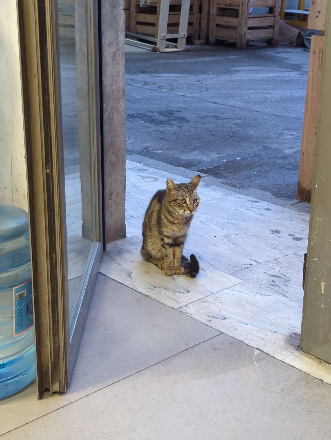 Cosmo, a cat found on Chonk Finder