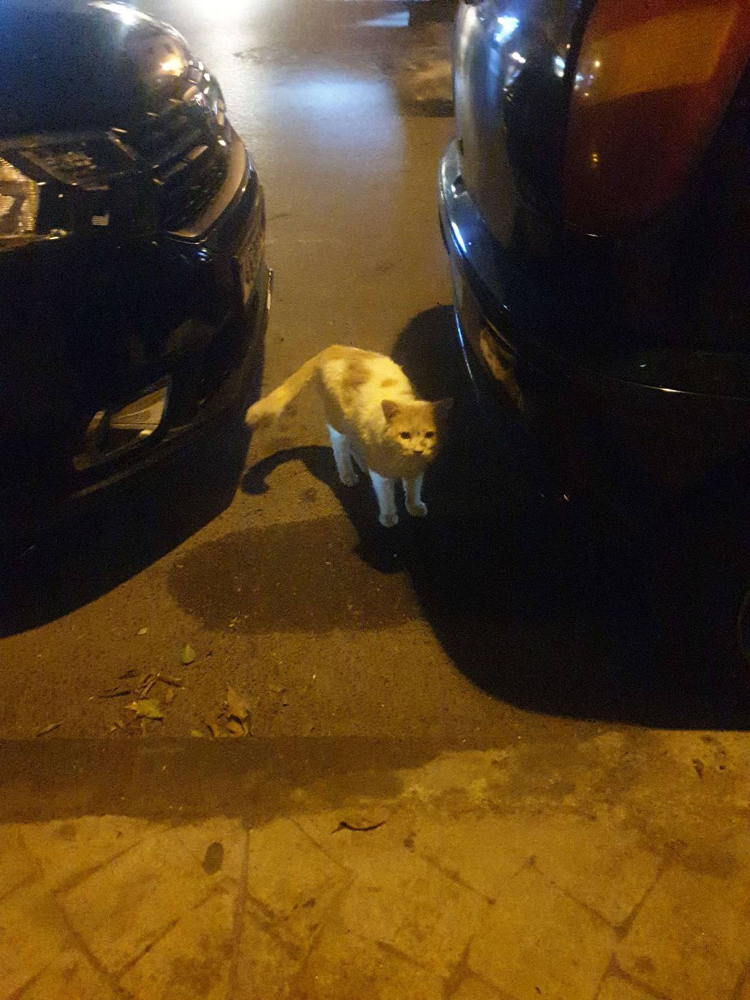 Thotukrey, a cat found on Chonk Finder